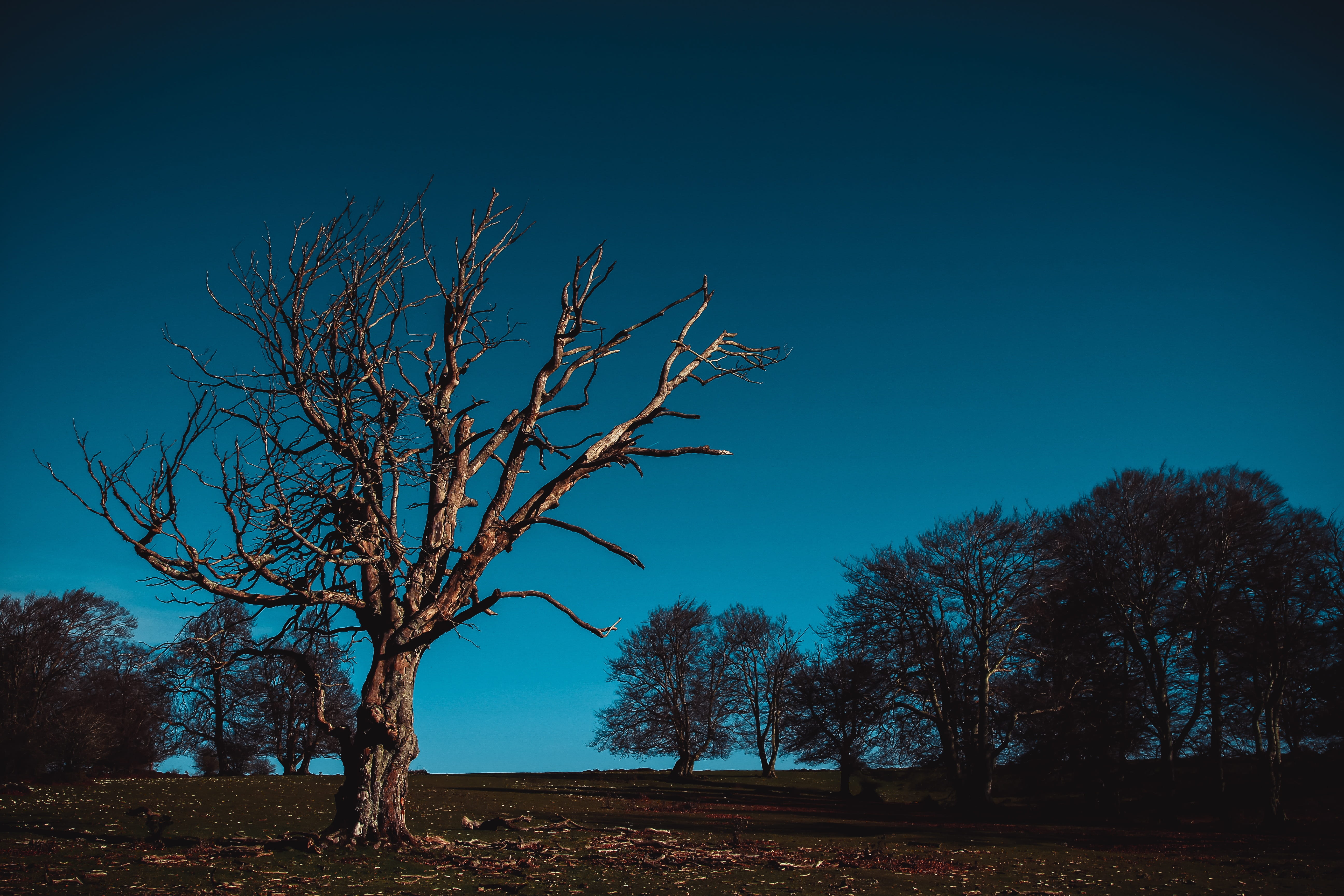 blue, no people, sky, krone, outdoors, environment, land, beauty in nature, trunk, scenics - nature, Field, silhouette, branch, bare tree, autumn, landscape, HD Wallpaper