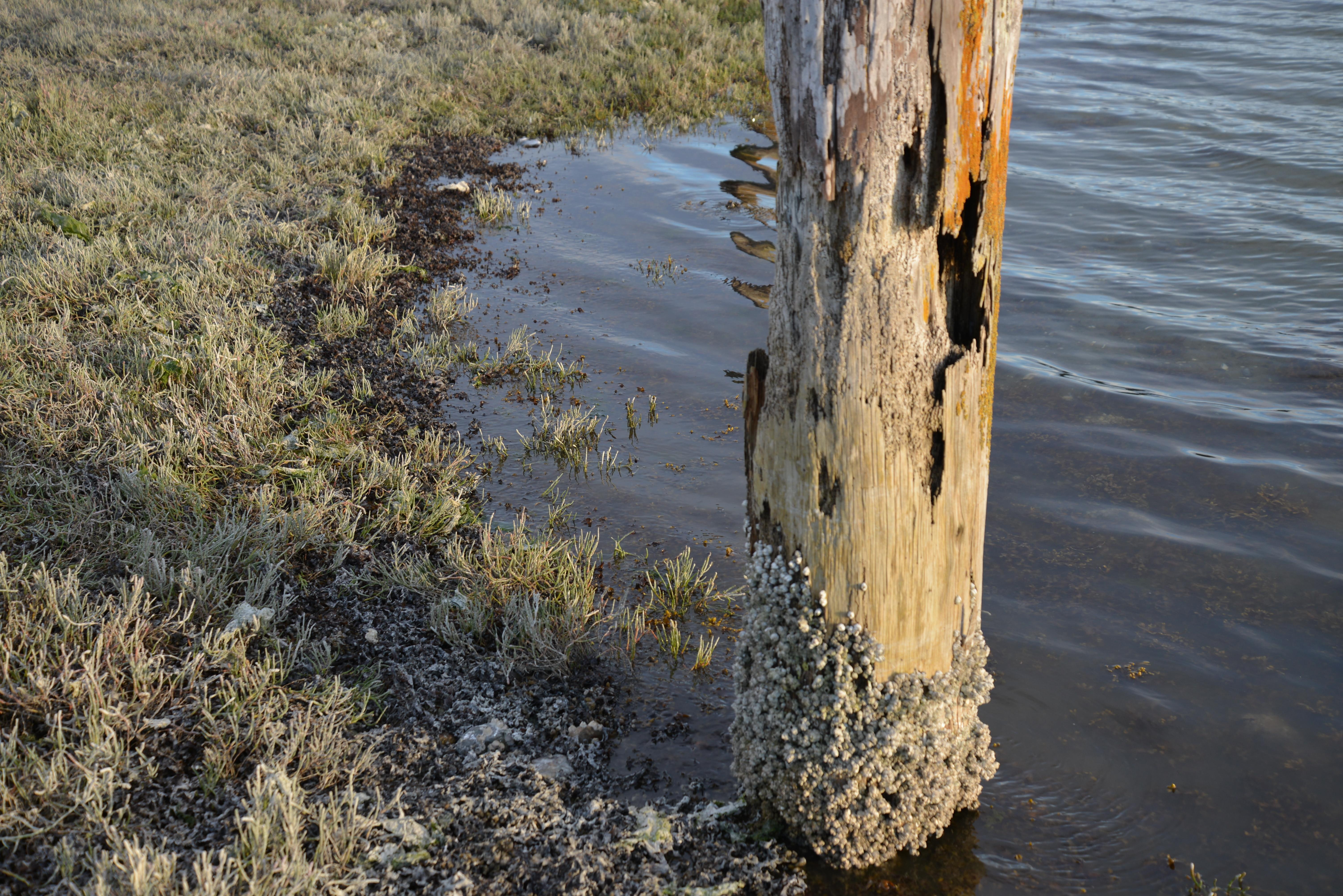 5K, timber, old-wood, decay, talk, wood-pier, pylons, HD Wallpaper