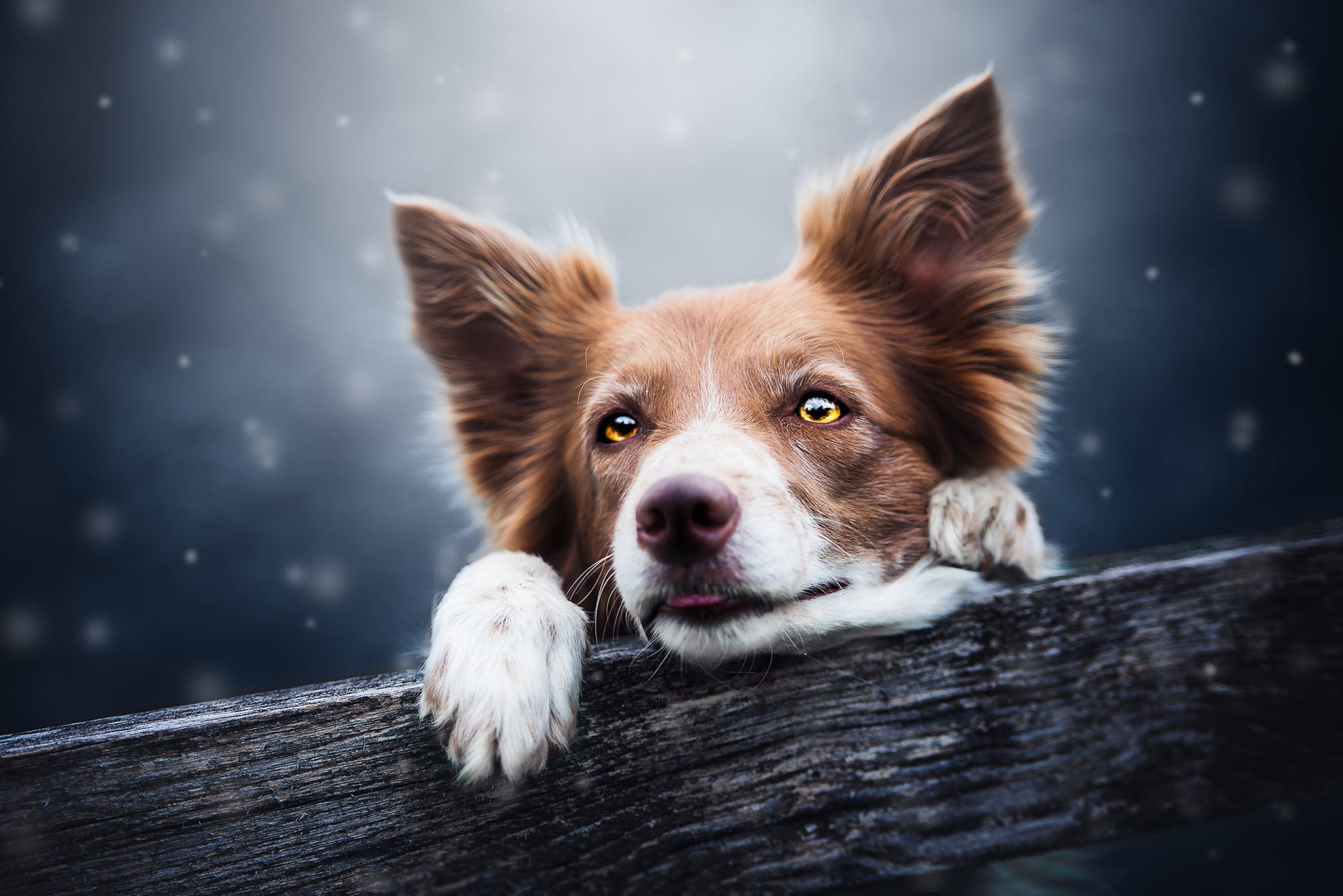 snowfall, winter, photoart, the dark background, ears, language, portrait, the border collie, light, background, dog, look, bokeh, Board, yellow eyes, red, HD Wallpaper