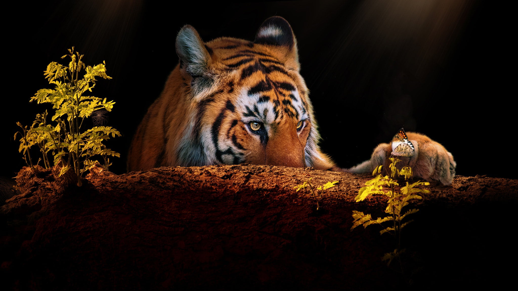 plants, rendering, paw, butterfly, log, portrait, photoart, tiger, 1080P, face, black background, look, HD Wallpaper