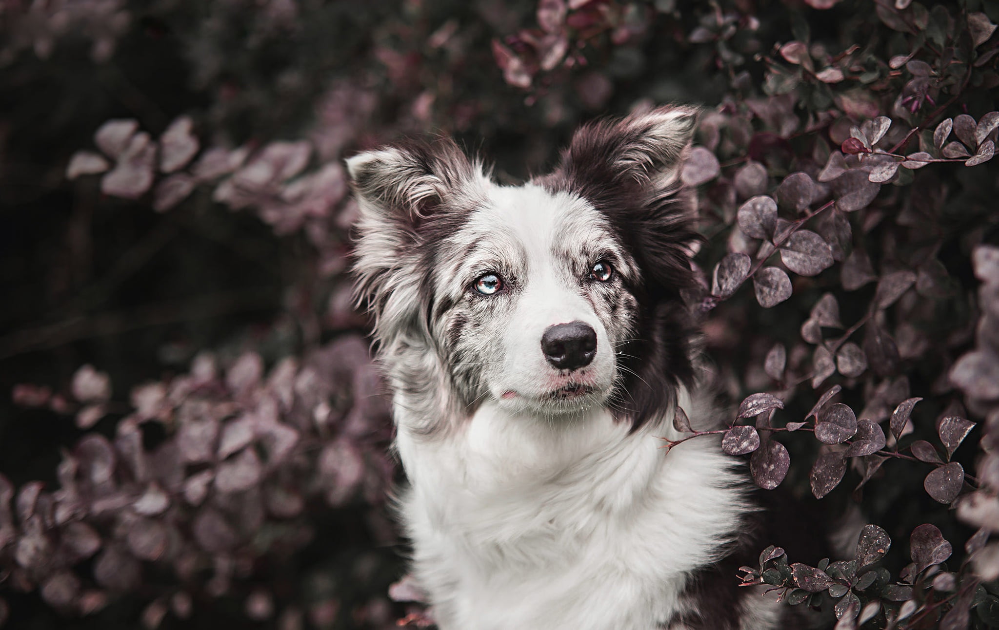 photoart, Bush, look, motley, Australian shepherd, background, nature, beauty, face, 1080P, spotted, Aussie, portrait, leaves, garden, branches, dog, eyes, HD Wallpaper
