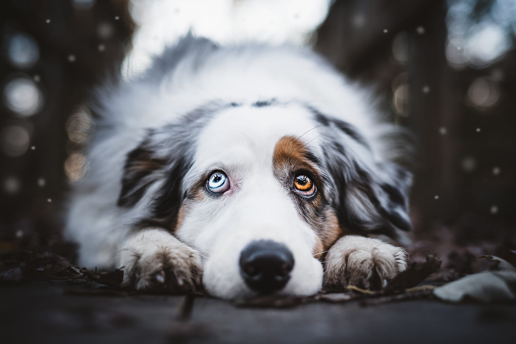 dog, Board, snowfall, the dark background, Aussie, spotted, look, looking up, Australian shepherd, paws, mood, portrait, lies, face, nature, bokeh, 1080P, HD Wallpaper