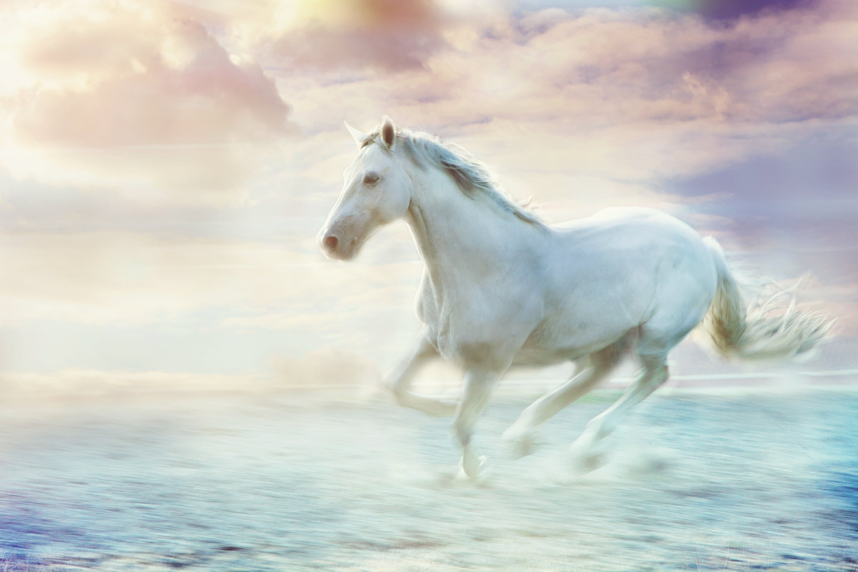 2K, blur, pastel colors, pose, running, surf, clouds, movement, white, photoart, stallion, art, fog, shore, beauty, wave, light background, light, horse, HD Wallpaper