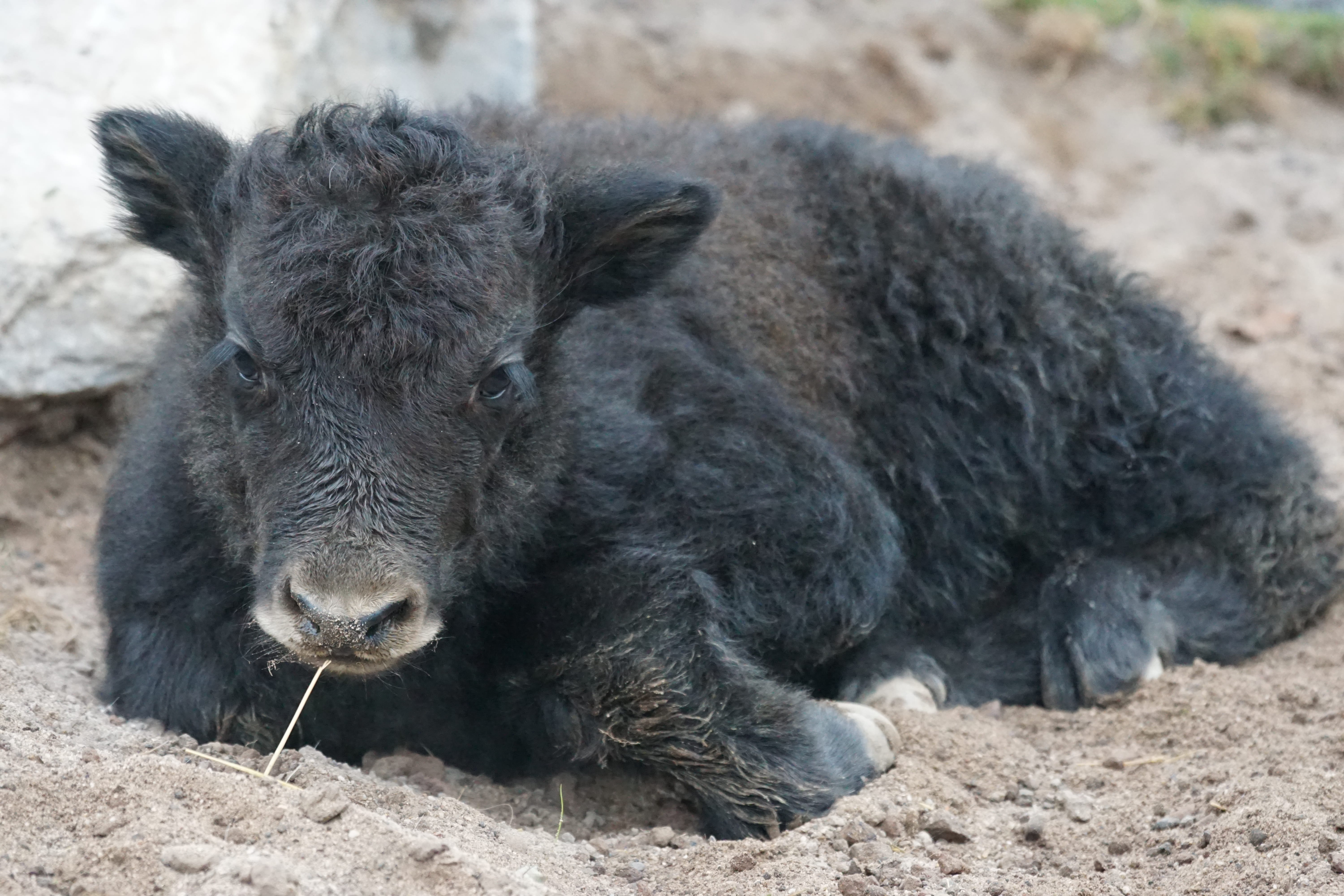 field, young animal, Domestic Cattle, calf, Yak, one animal, animal, 5K, bos mutus, animal themes, animals in the wild, relaxation, day, no people, nature, HD Wallpaper