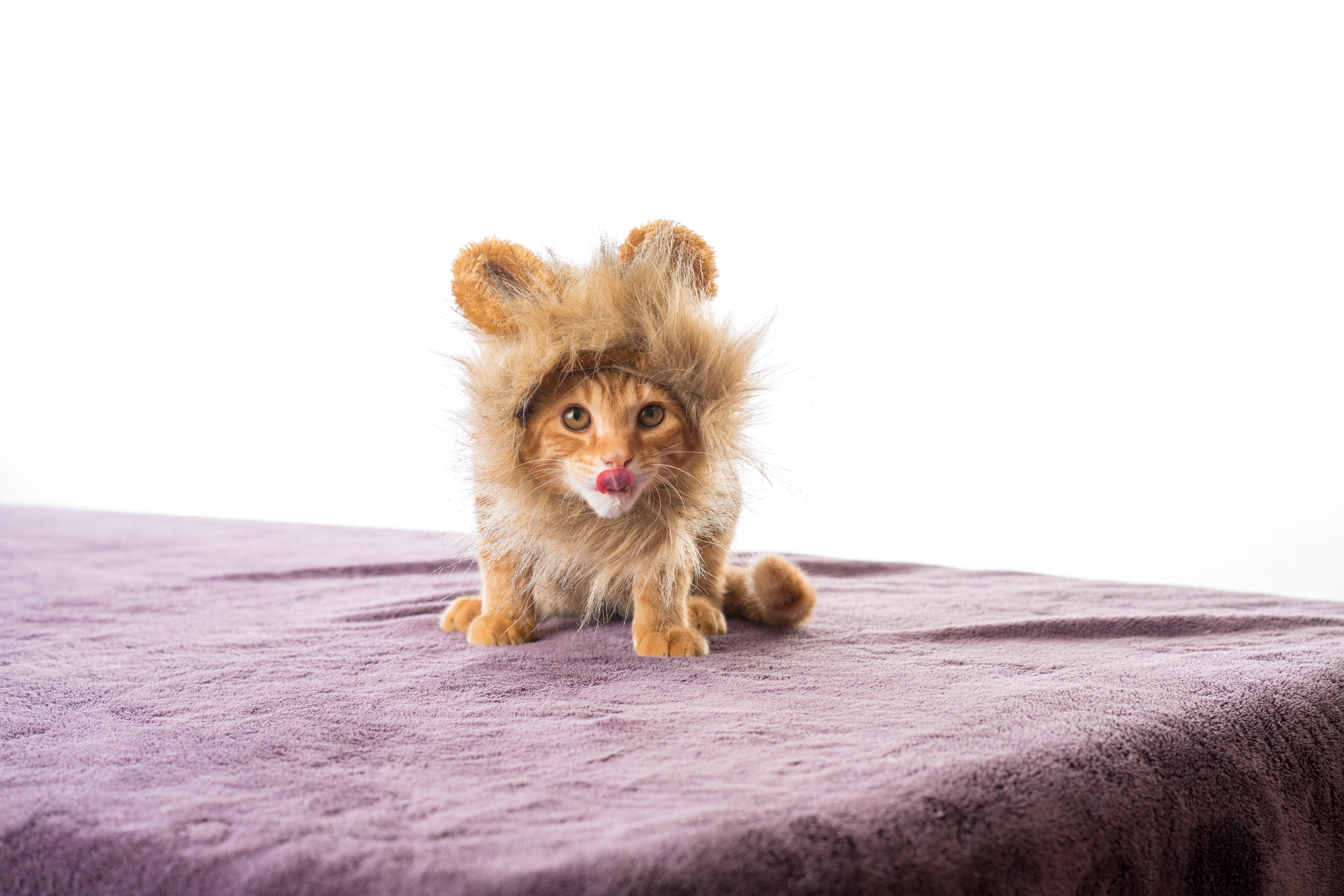lion, Model, shoot, domestic Cat, young Animal, bribe, looking, feline, humor, cats, tabby, orange, orange tabby, 8K, mammal, fun, fur, brown, pets, animal, HD Wallpaper