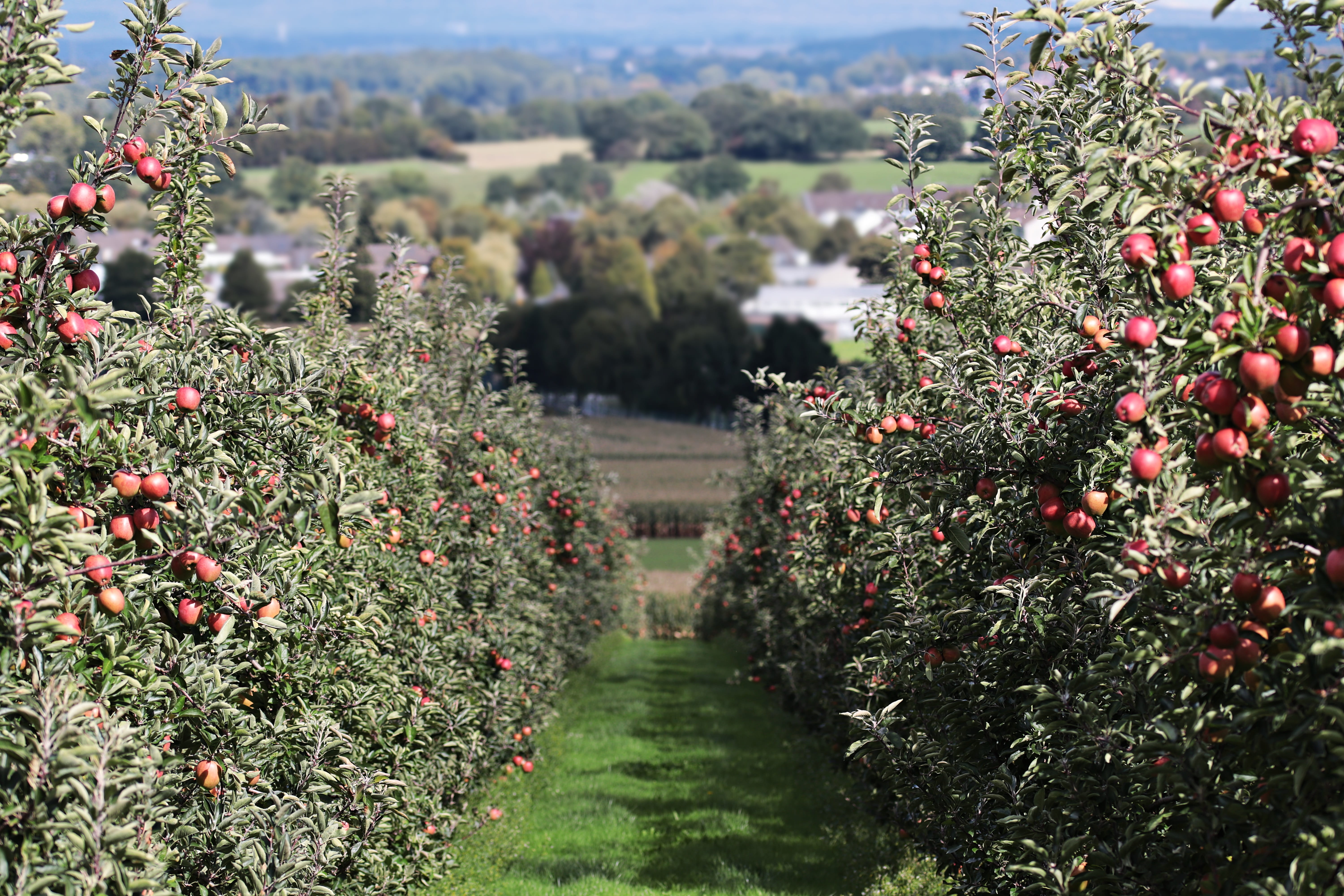 tree, land, healthy, harvested, fruit, nature, food and drink, apple, growth, healthy eating, vitamins, green, trees, frisch, apfelernte, rural, perspective, HD Wallpaper