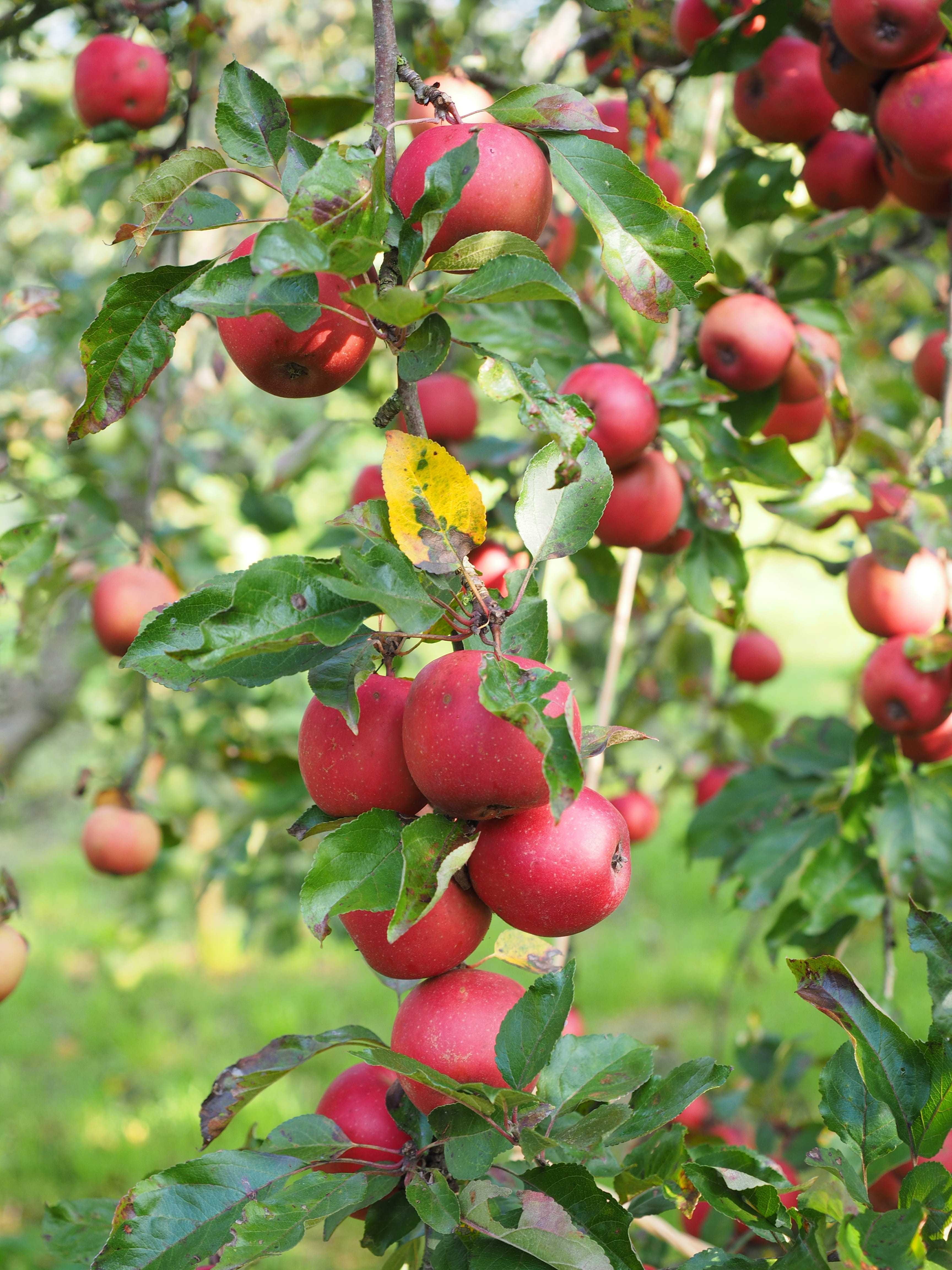 food and drink, rennet, fruits, outdoors, red boskoop, leaf, healthy Eating, crop, tree, apple variety, organic, red, green Color, boskoop, branch, focus on foreground, Phone HD Wallpaper