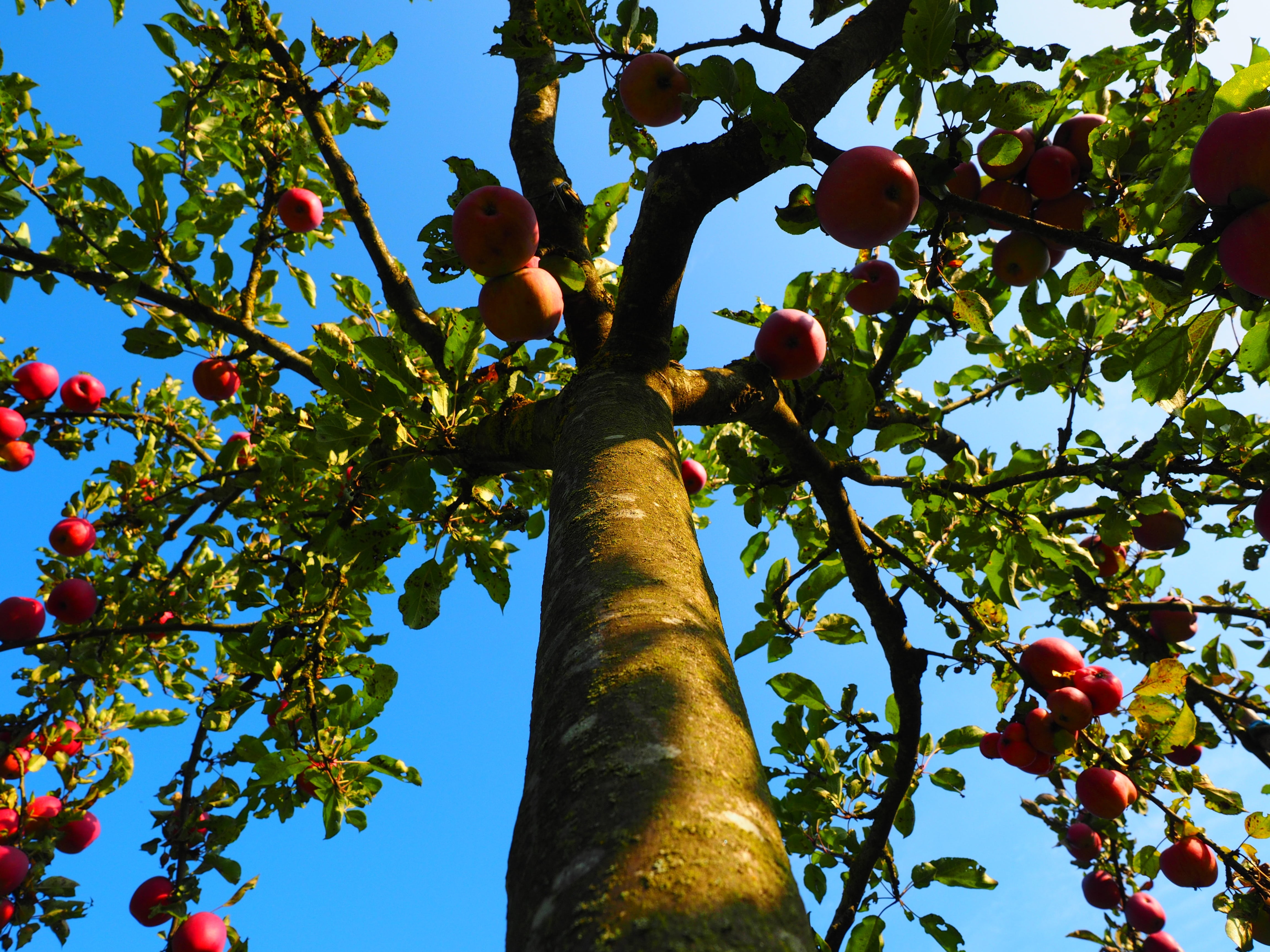 tribe, wellbeing, red, log, ripe, apple tree, healthy, orchard, plant, vitamins, nature, 4K, agriculture, outdoors, growth, sky, low angle view, food, HD Wallpaper