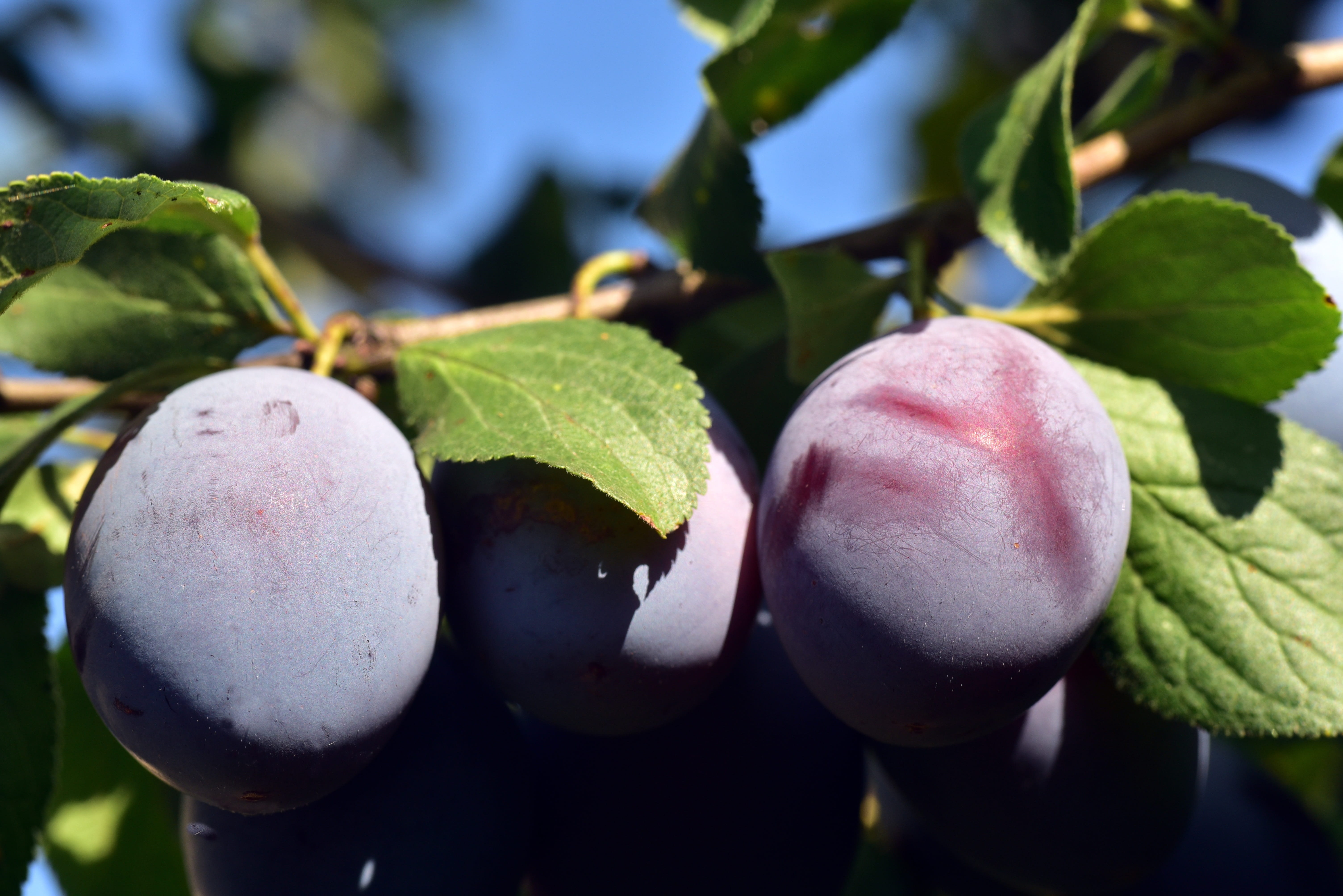 fruit, branch, healthy, plum tree, plant part, harvest, green color, nature, delicious, focus on foreground, day, freshness, wellbeing, stone fruit, agriculture, HD Wallpaper