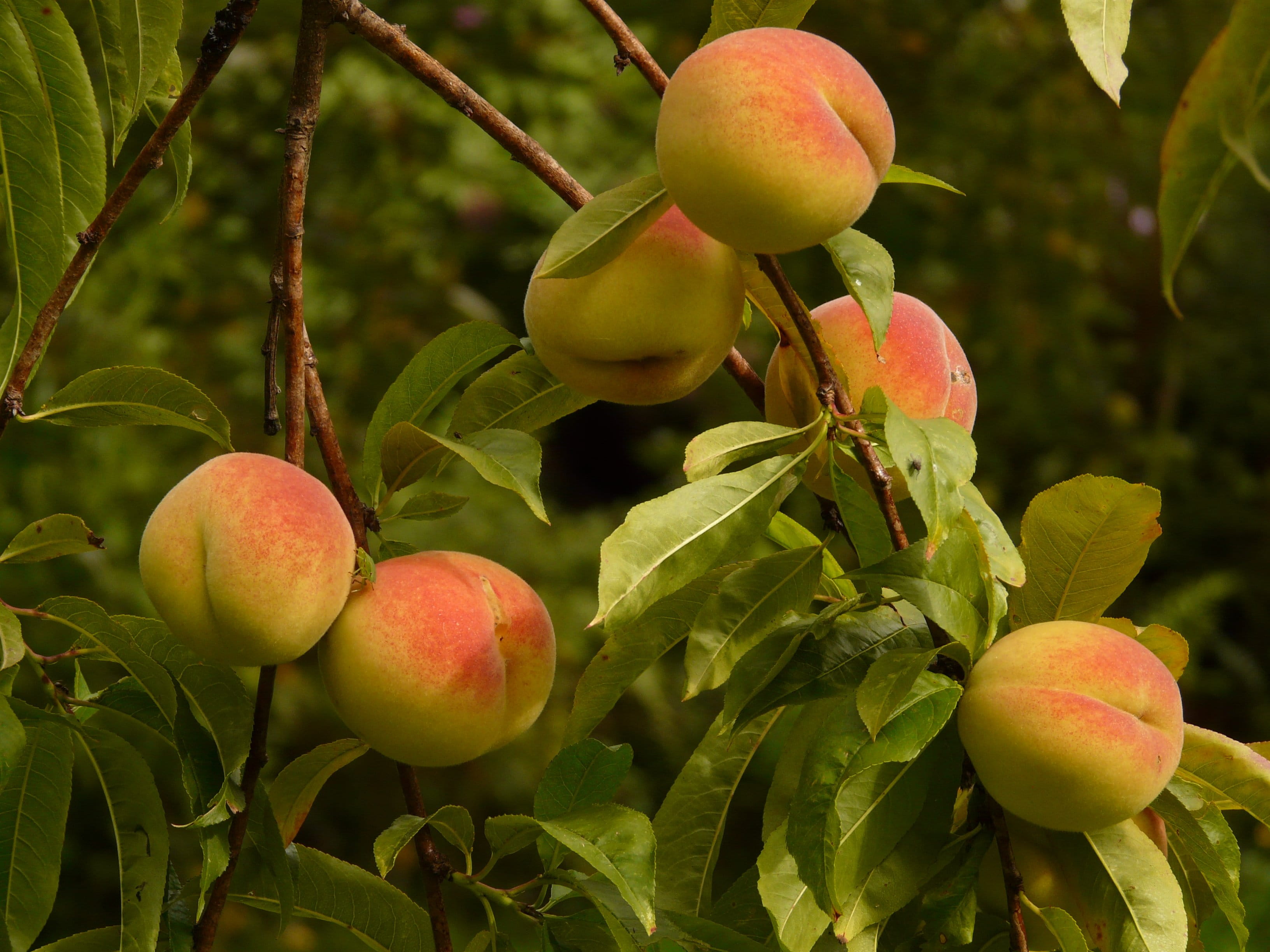 fruit, malum persicum, green Color, ripe, summer, day, plant part, vegetable Garden, food And Drink, apple - Fruit, red, orchard, close-up, tree, branch, HD Wallpaper