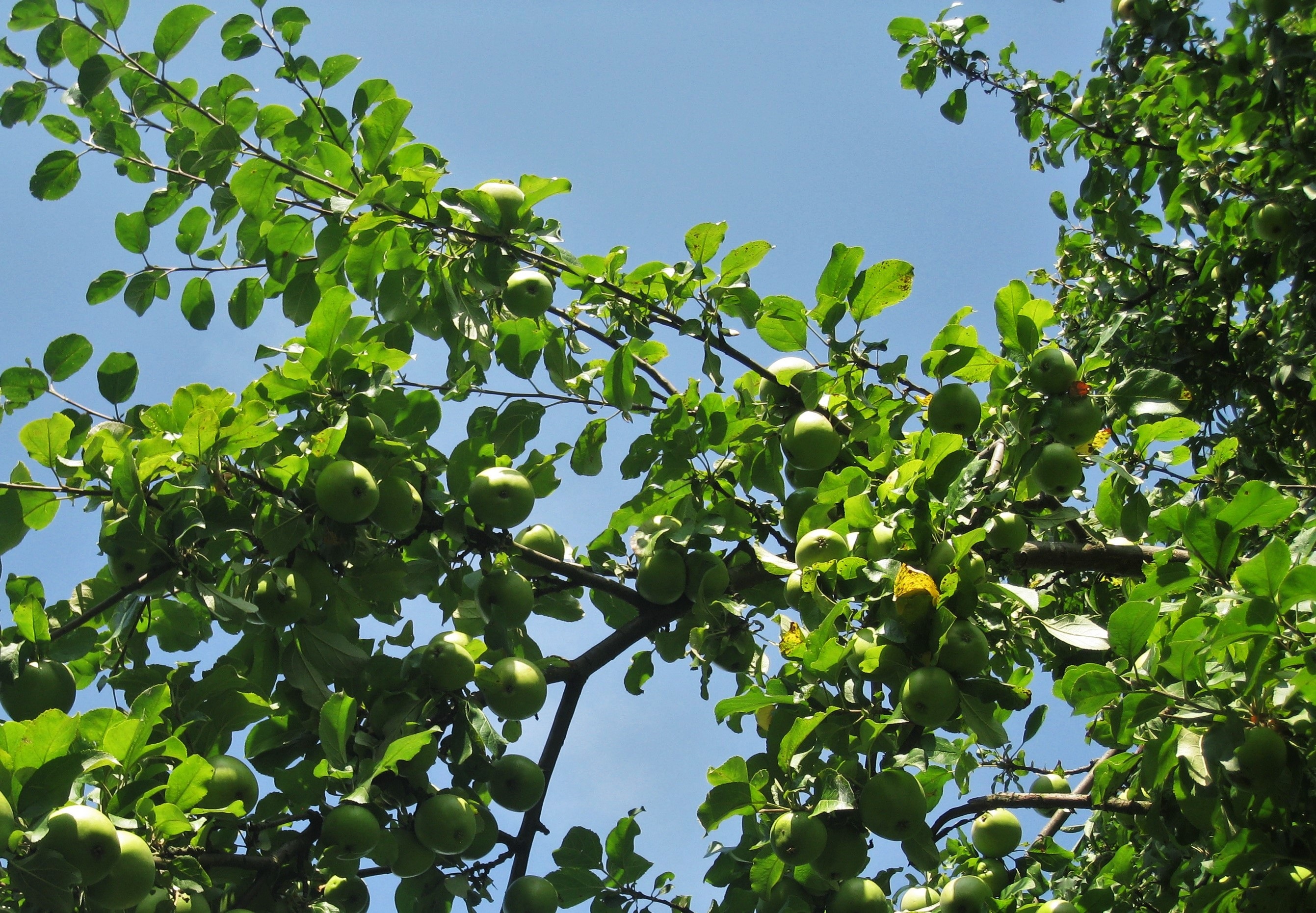 apple tree, sunlight, no people, outdoors, kernobstgewaechs, apples on tree, ripe, green apple, green, healthy eating, orchard, green color, day, pome fruit, HD Wallpaper