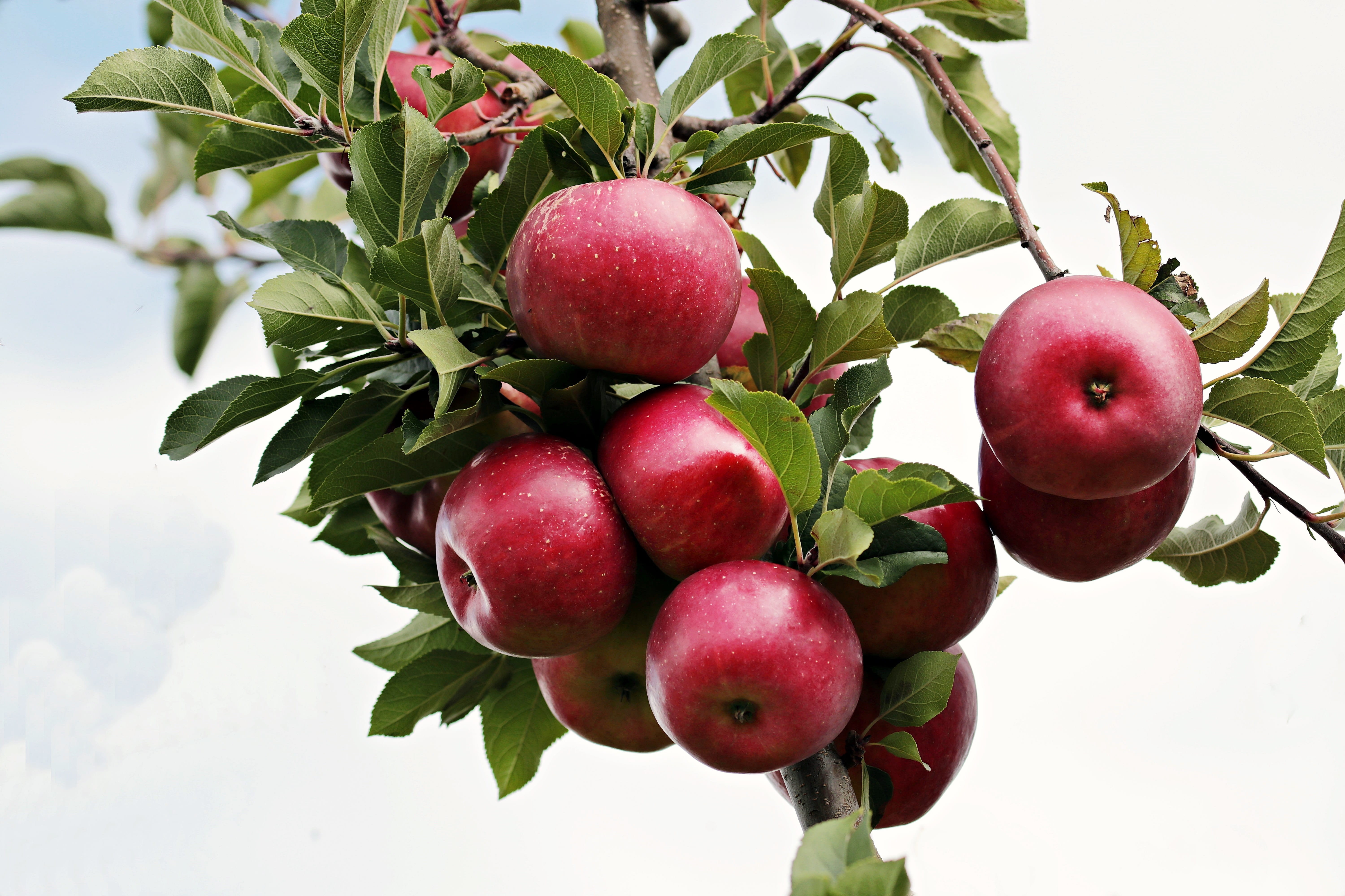 fruit, red, tree, red apple, plant part, autumn, harvested, apple trees, 5K, branch, healthy eating, clouds, fruit trees, apfelernte, food and drink, kernobstgewaechs, HD Wallpaper