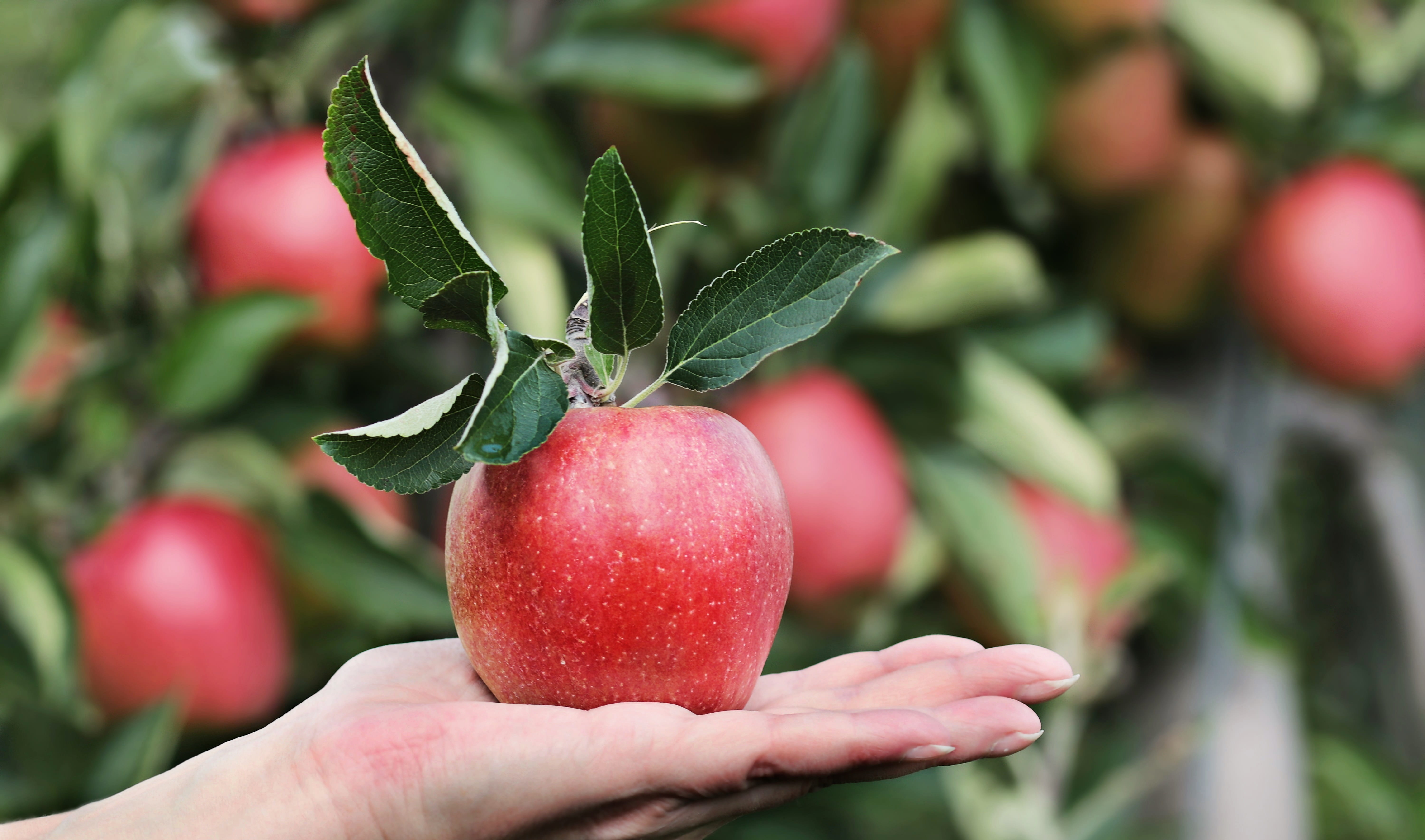 one person, offer, keep, fruit, holding, hand, apple, red apple, leaf, close-up, present, gardening, trees, person, wellbeing, organic, human hand, plant part, HD Wallpaper