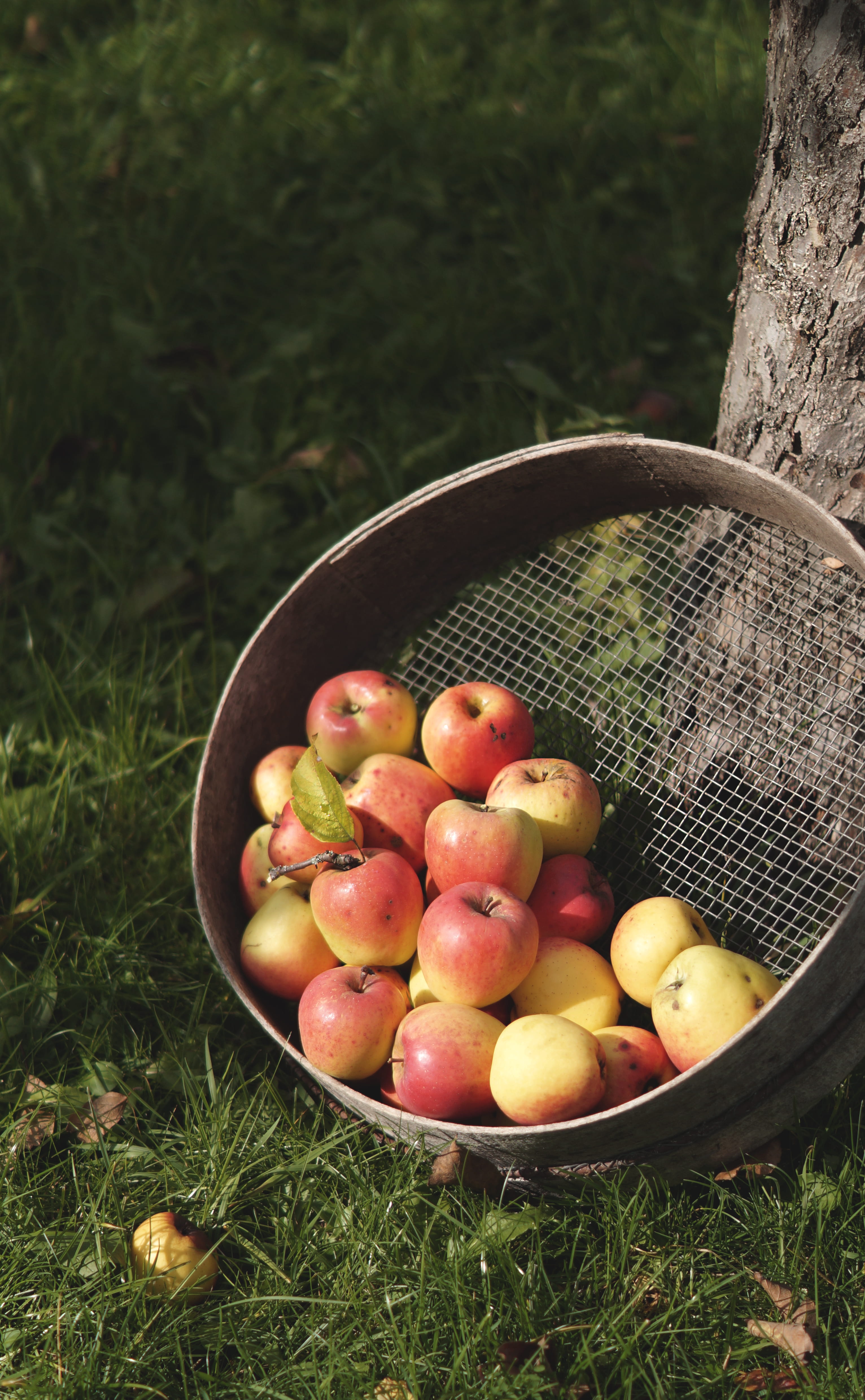 abundance, growth, bark, harvest, container, apple harvest, appletree, food and drink, garden, ripe, large group of objects, freshness, nature, land, apples, Phone HD Wallpaper