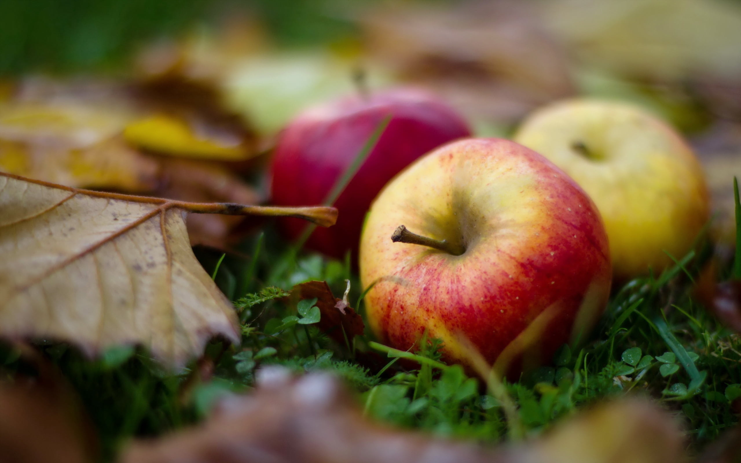 tree, gourmet, food, dieting, green Color, wellbeing, backgrounds, apples, plant, crop, ripe, no People, fruit, leaf, day, apple - Fruit, september, healthy Eating, HD Wallpaper