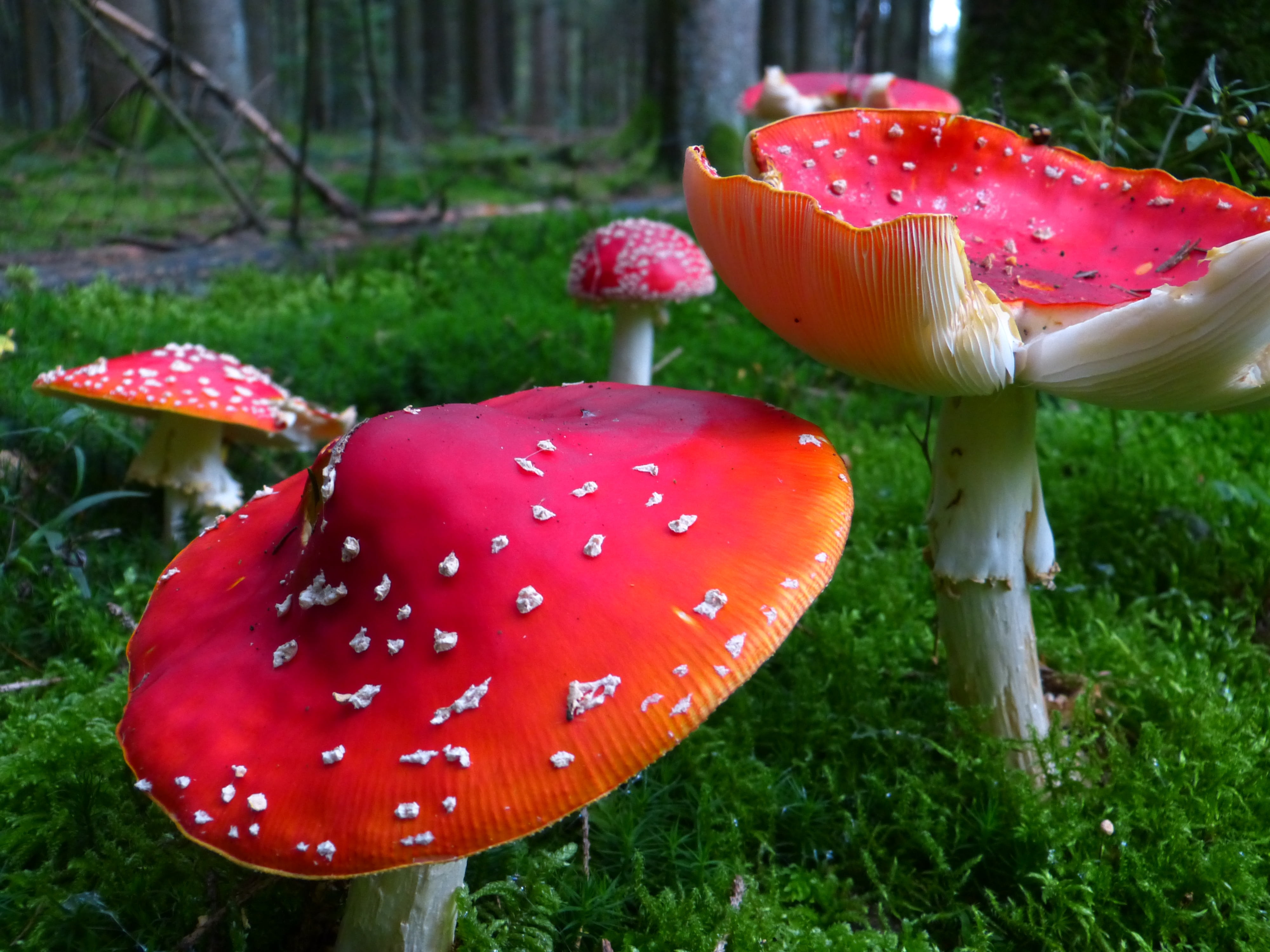 growth, beauty in nature, edible mushroom, food and drink, fly Agaric Mushroom, poisonous, land, close-up, 4K, focus on foreground, moss, vegetable, toxic Substance, HD Wallpaper