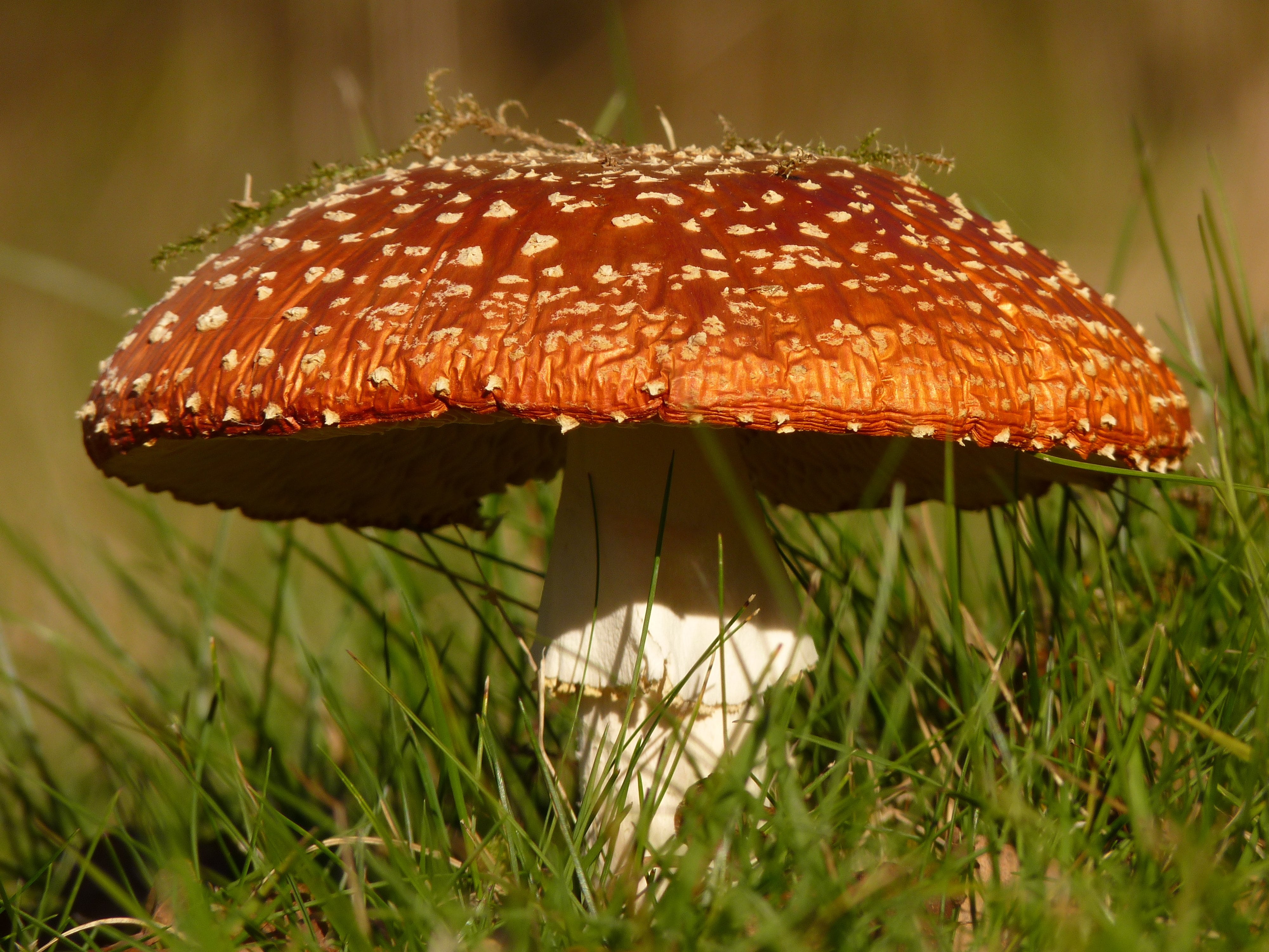 freshness, land, spotted, toxic, grass, plant, muscaria, mushroom, autumn, nature, poisonous, day, toxic Substance, close-up, focus, shallow, fungus, gift, HD Wallpaper
