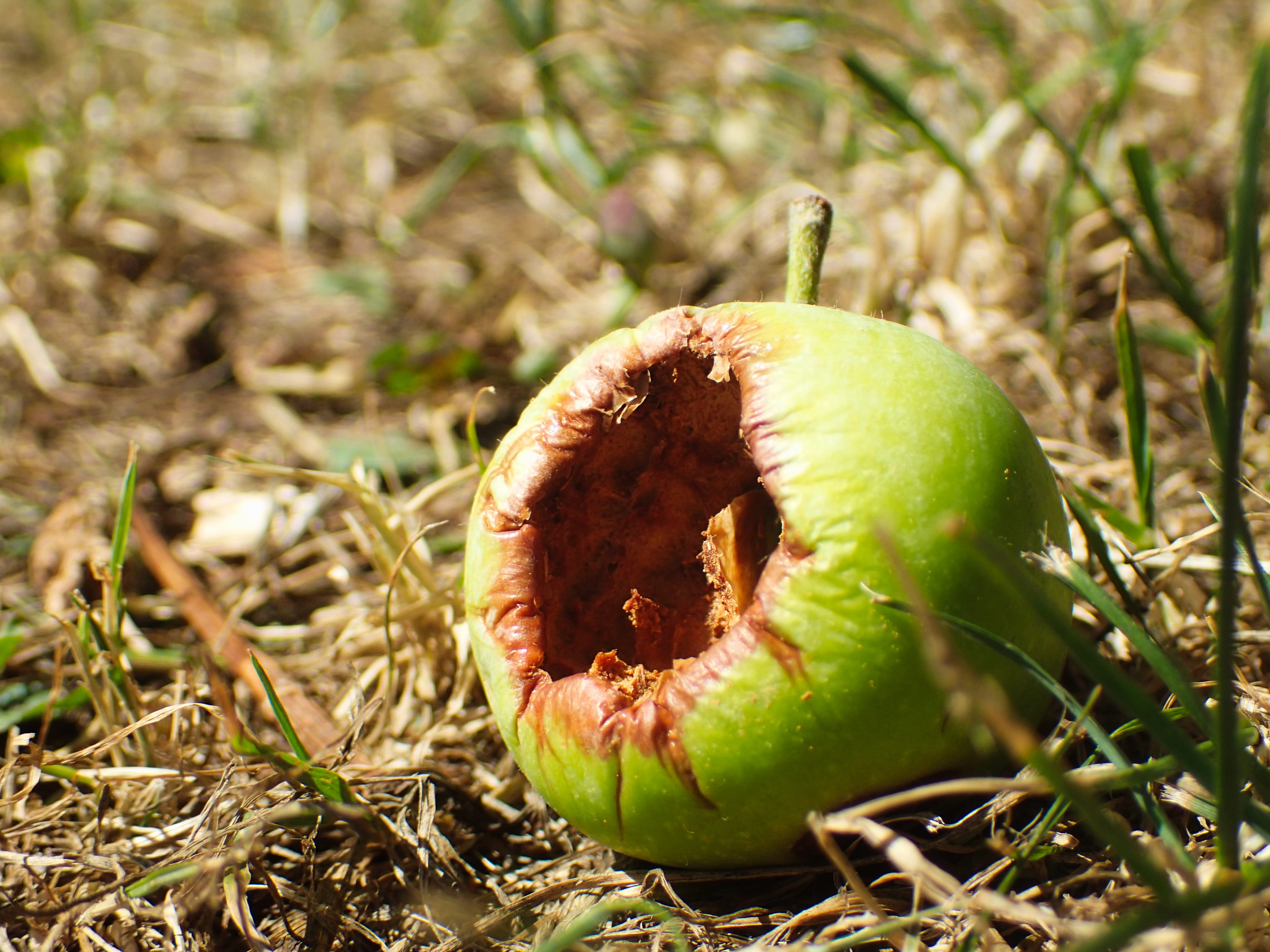 fungi, old, wellbeing, food and drink, no people, mold, land, macro, spoiled, apple - fruit, fungus, selective focus, garden, field, blemish, nut - food, HD Wallpaper