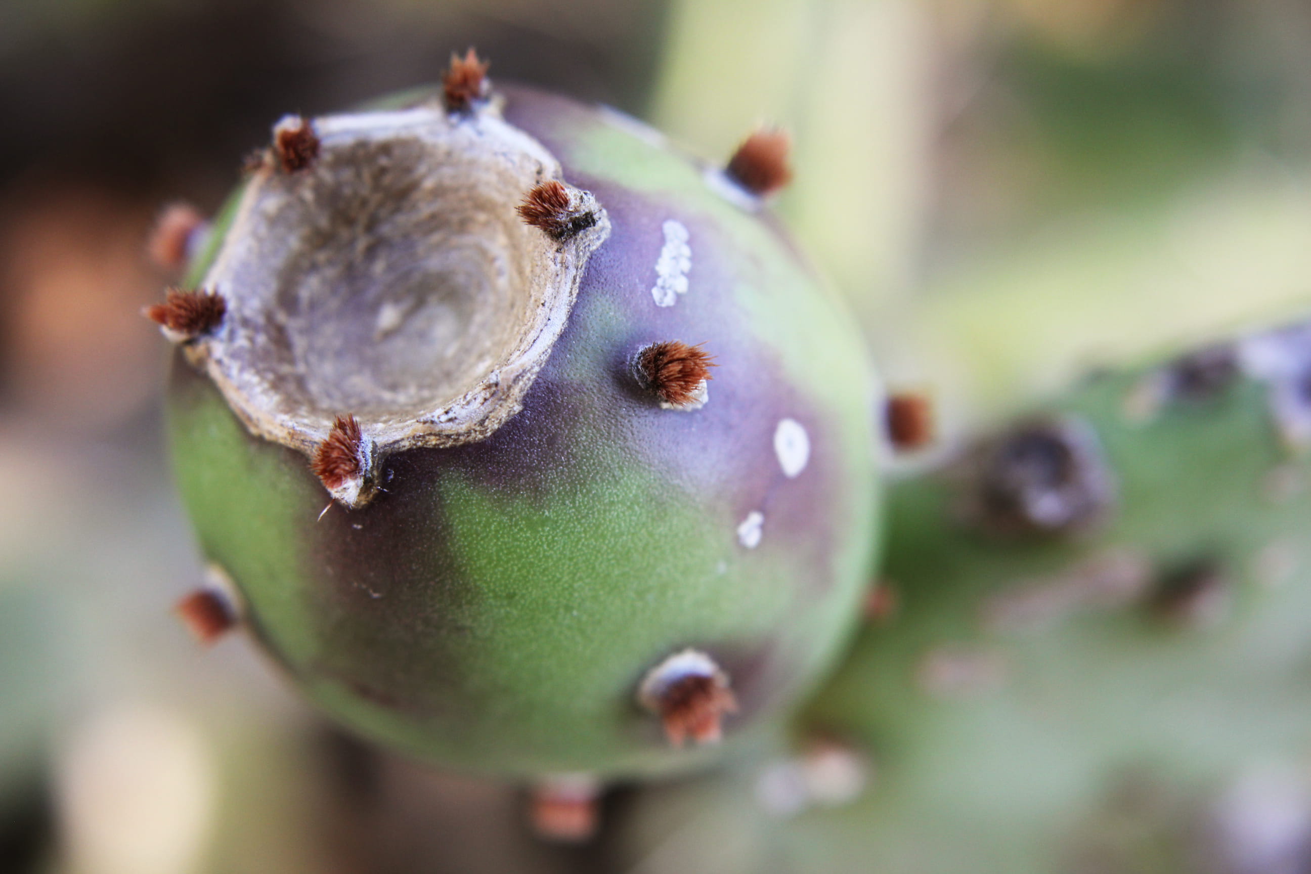 outdoors, seed, food and drink, plant, garden, wellbeing, tree, thorn, prickly, 2K, pear, purple, cactus, food, healthy eating, united states, green, no people, HD Wallpaper