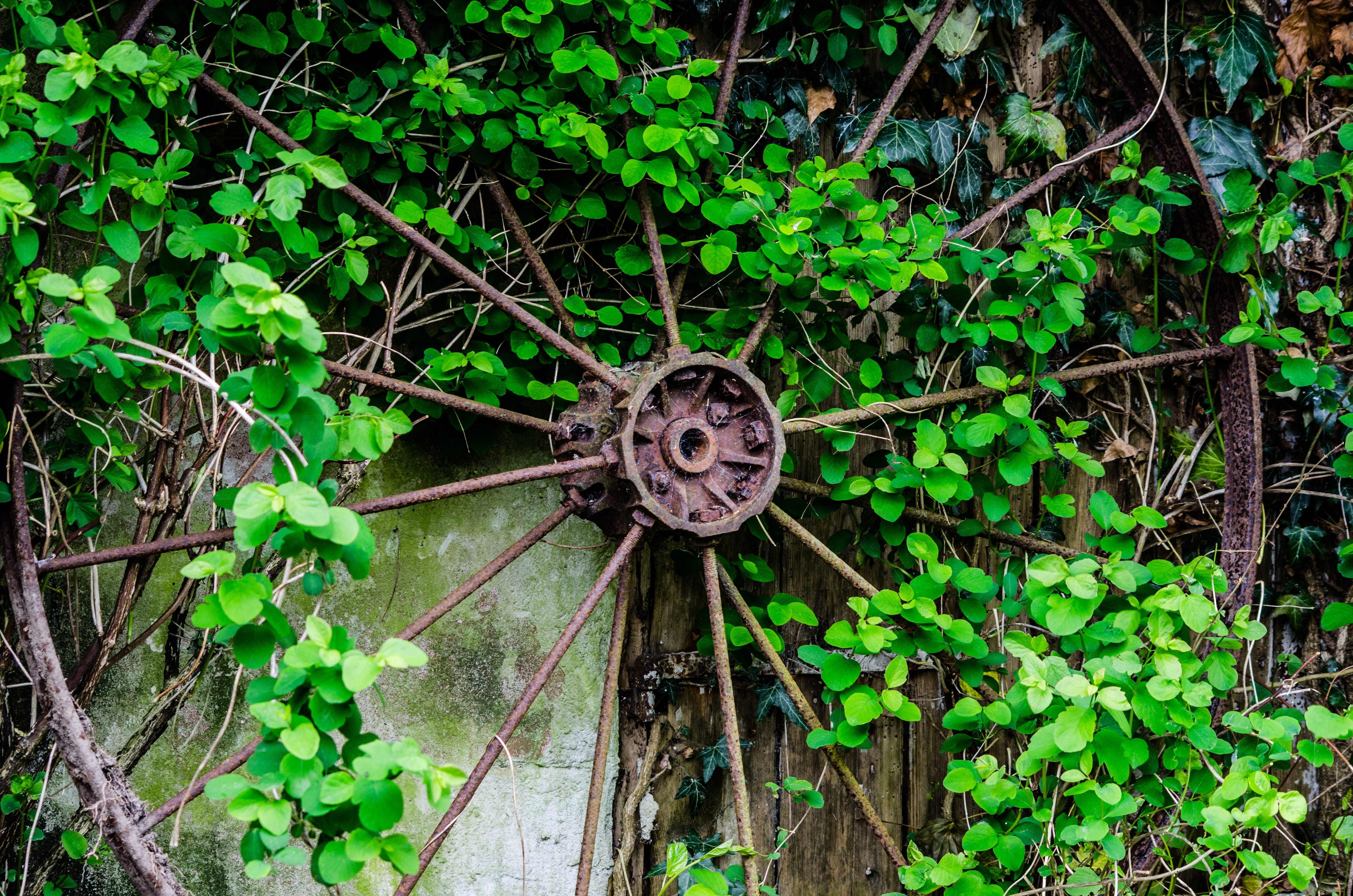 day, woodland, Old, tree, Leaf, land, abandoned, wood - material, wall, decoration, beauty in nature, antique, Rust, brown, Metal, old-fashioned, retro, HD Wallpaper