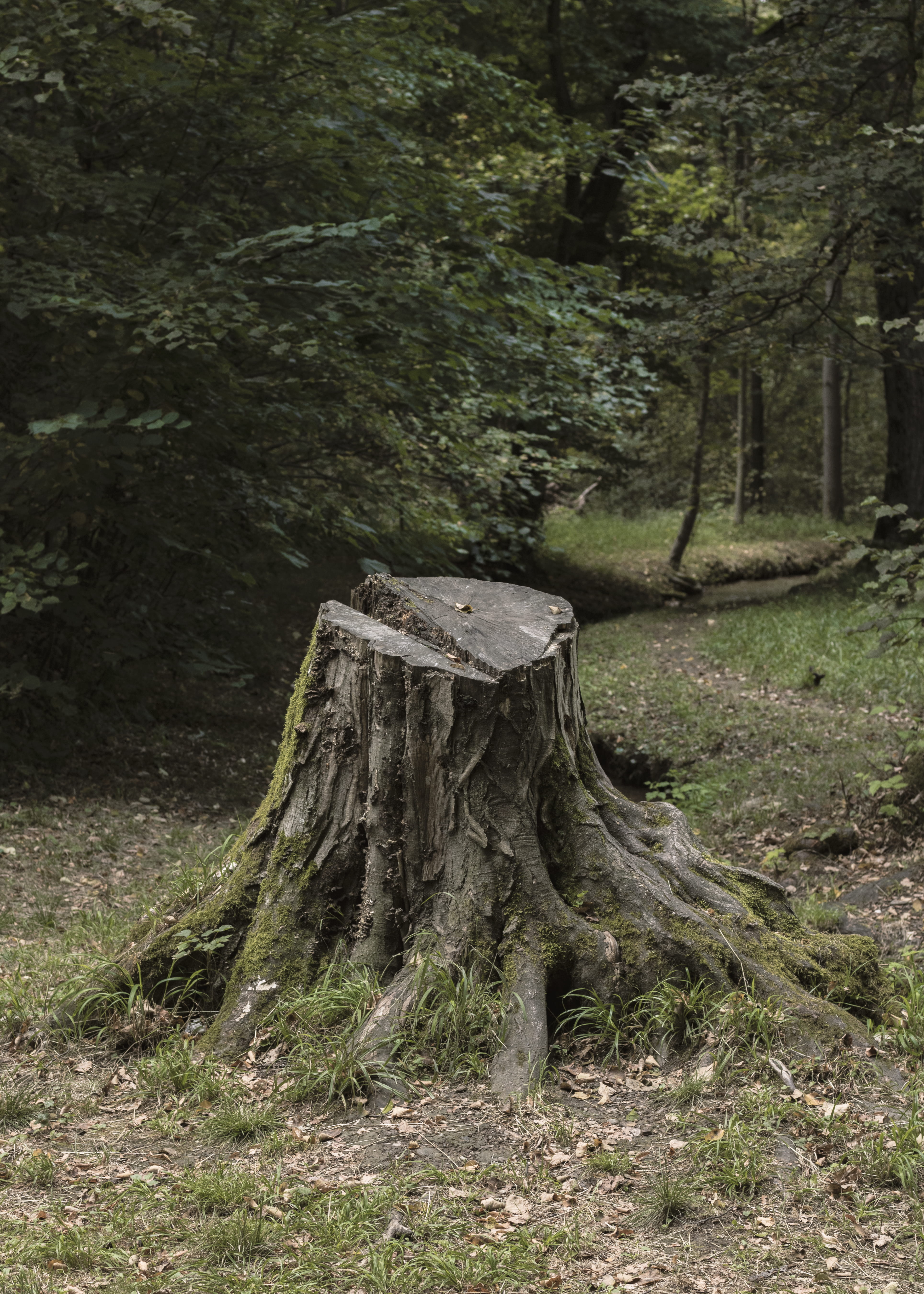 wood, cabin, root, building, woodland, munich, land, outdoor, no people, near, wood - material, germany, lumber, beauty in nature, tranquility, tree trunk, Phone HD Wallpaper