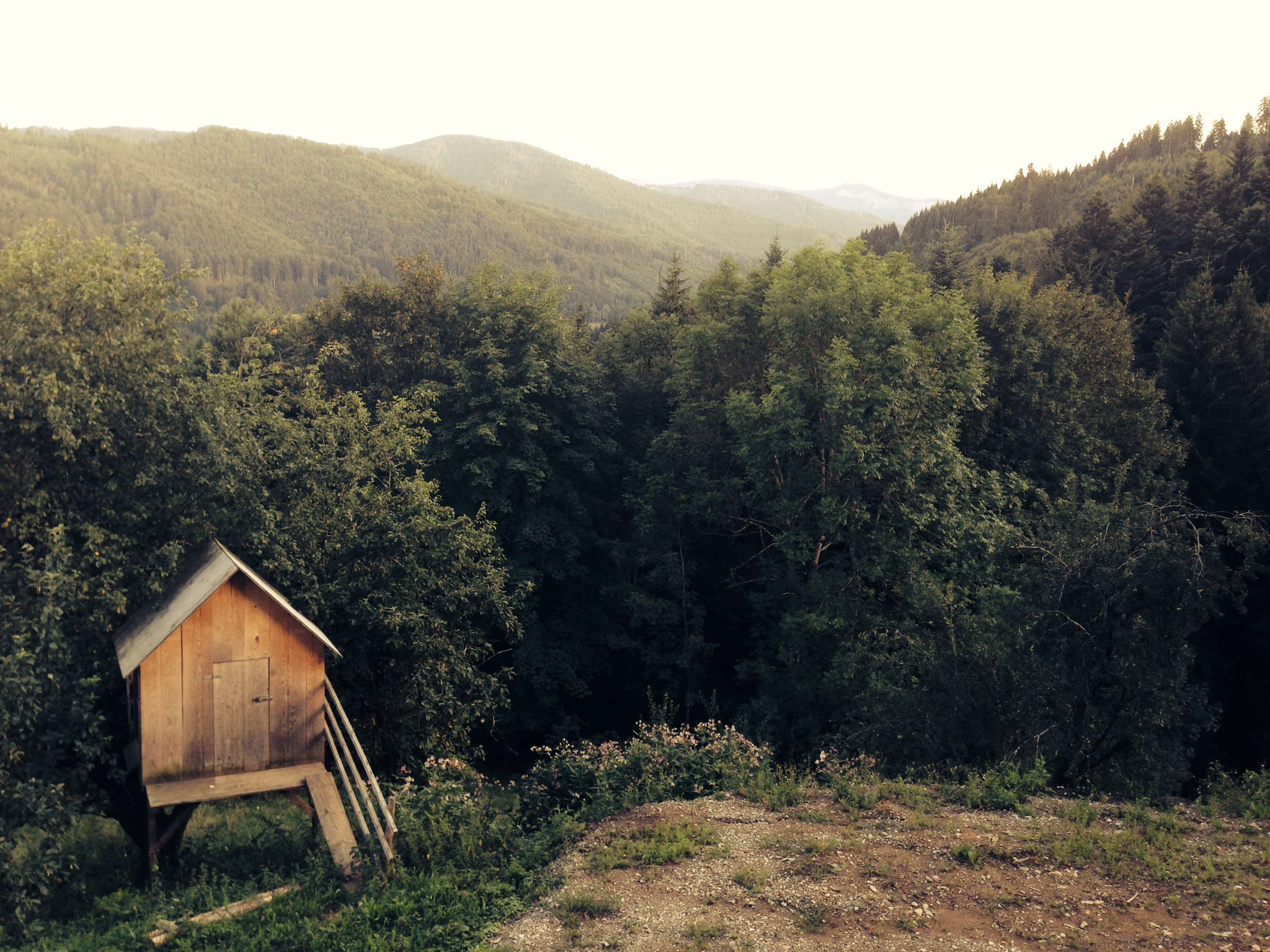 beauty in nature, land, nature, building exterior, hut, near, remote, photo, rural Scene, forest, tree, 1080P, woodland, trees, wood - Material, no People, HD Wallpaper