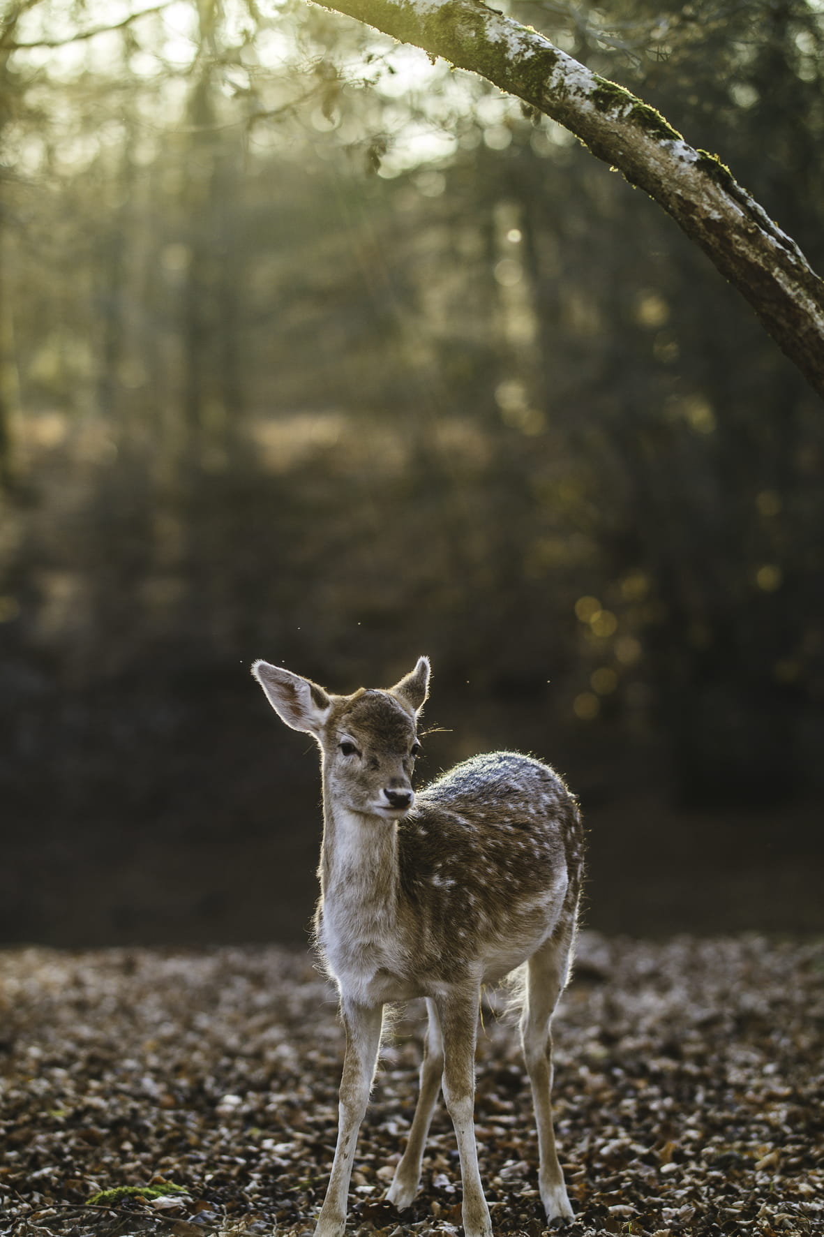 wilderness Area, land, wildlife, no people, bulk, animal wildlife, tree, brown deer, fawn, mammal, doe, plant, brown, vertebrate, standing, focus on foreground, Phone HD Wallpaper