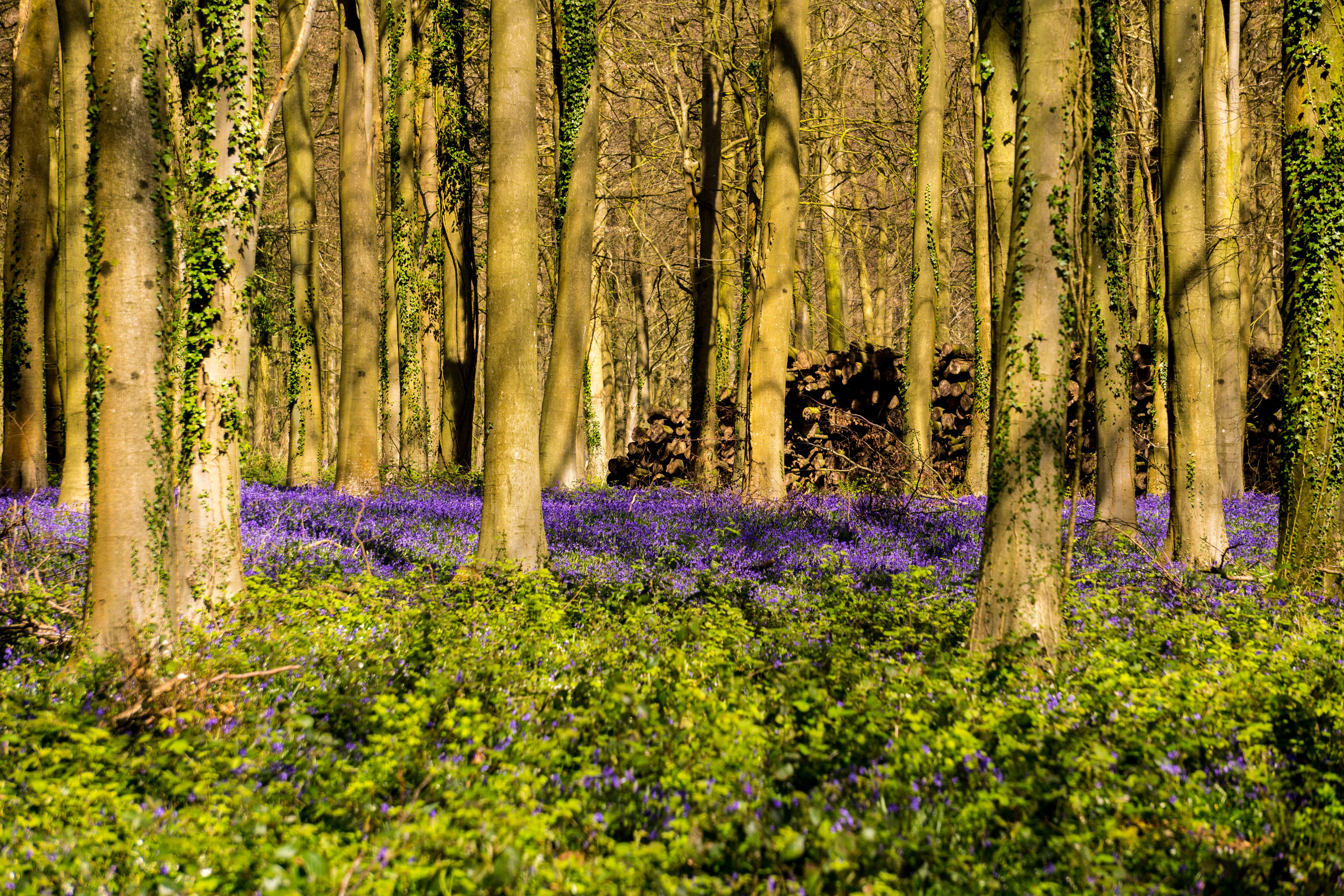 tranquility, no people, uk, tree trunk, field, landscape, Bluebells, green, tranquil scene, nature, purple, 5K, Woodland, tree, countryside, spring, woods, HD Wallpaper