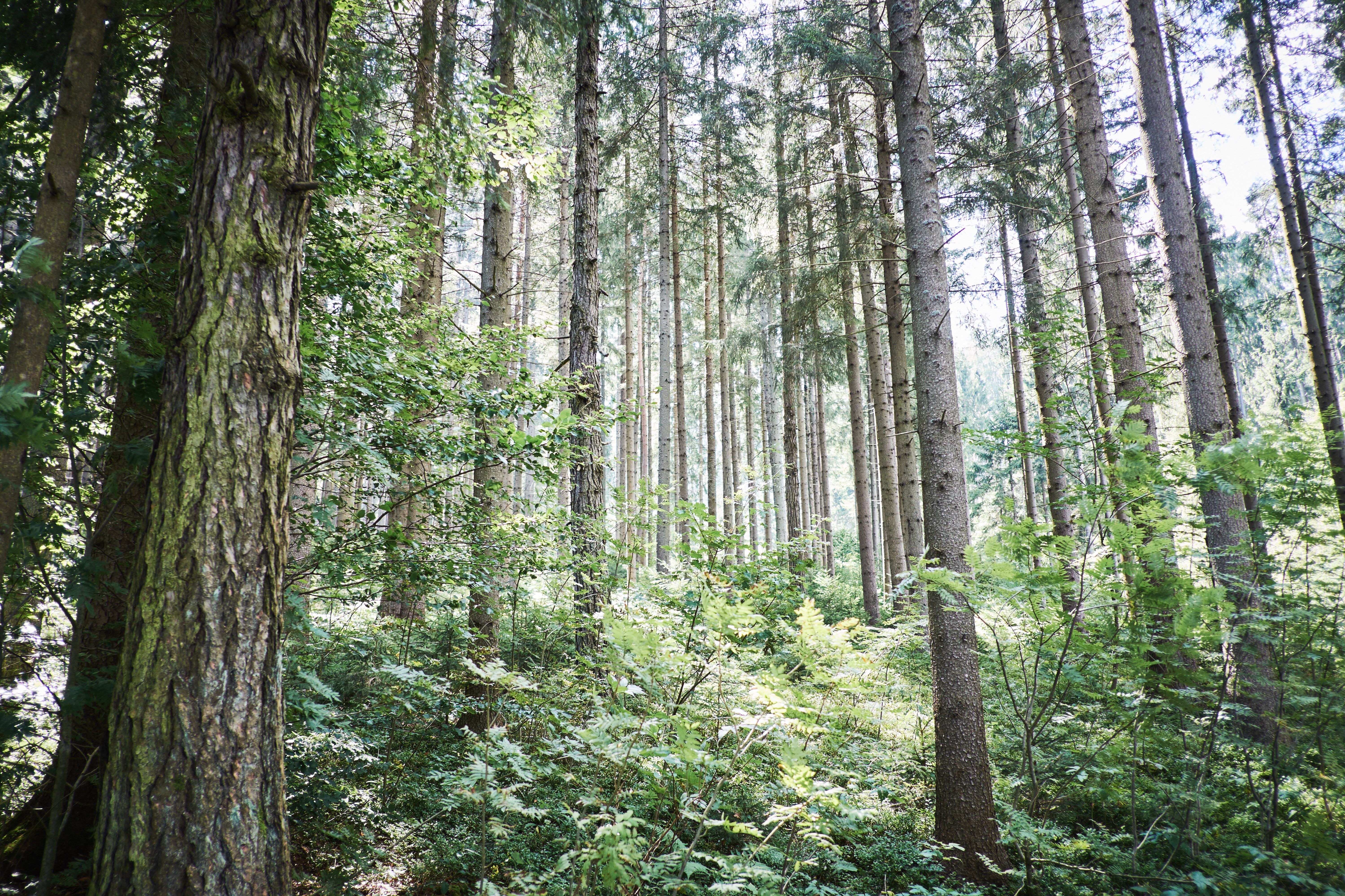 forests, plant, growth, green color, 5K, tranquility, angle, low, pine tree, leaf, tranquil scene, daytime, woodland, trunk, gray, tree trunk, green, photo, HD Wallpaper