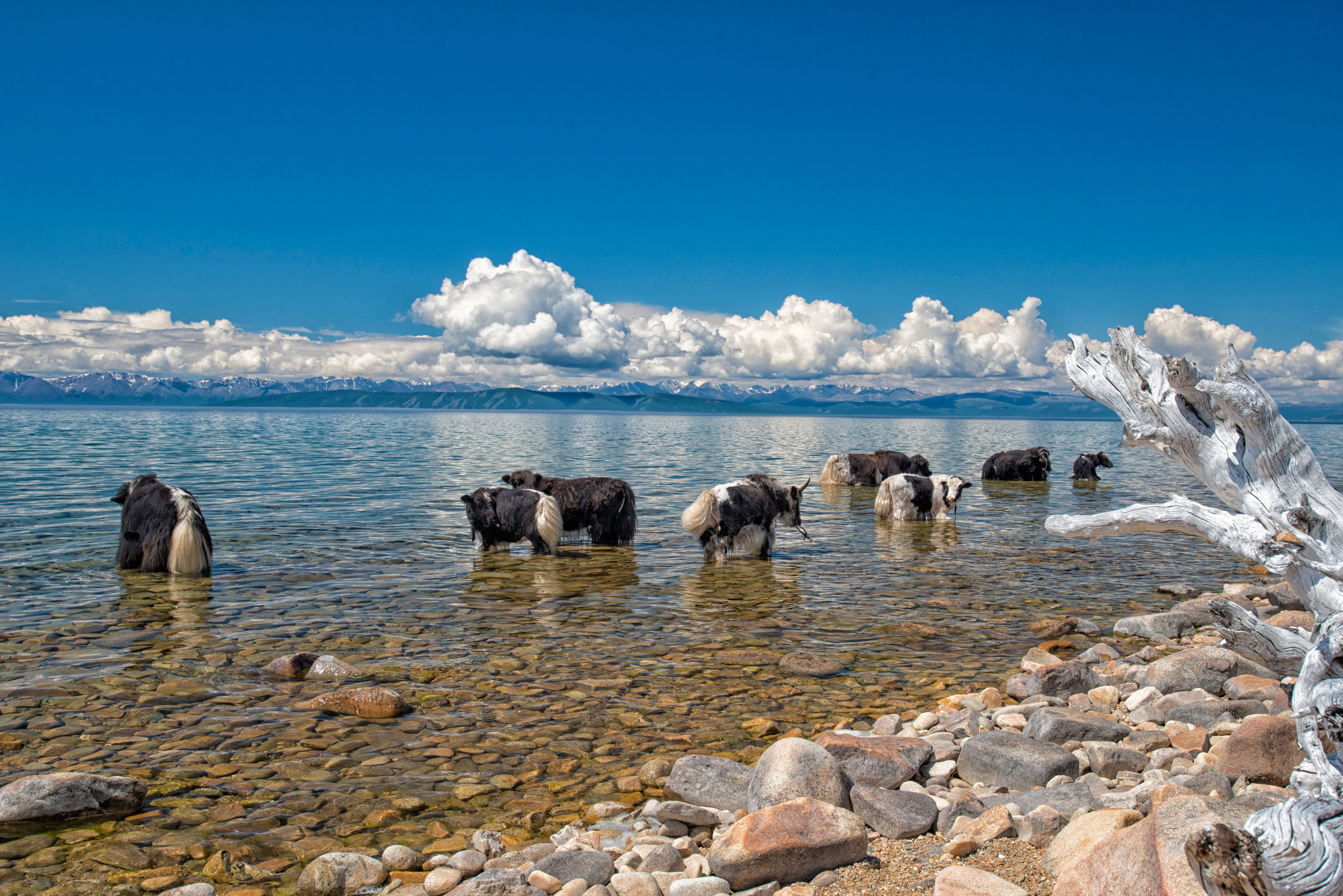 Grazing, rock, Fax, in the northern part of mongolia, fax lake, no people, sky, Yak, rock - object, large group of animals, animal, herbivorous, group of animals, HD Wallpaper