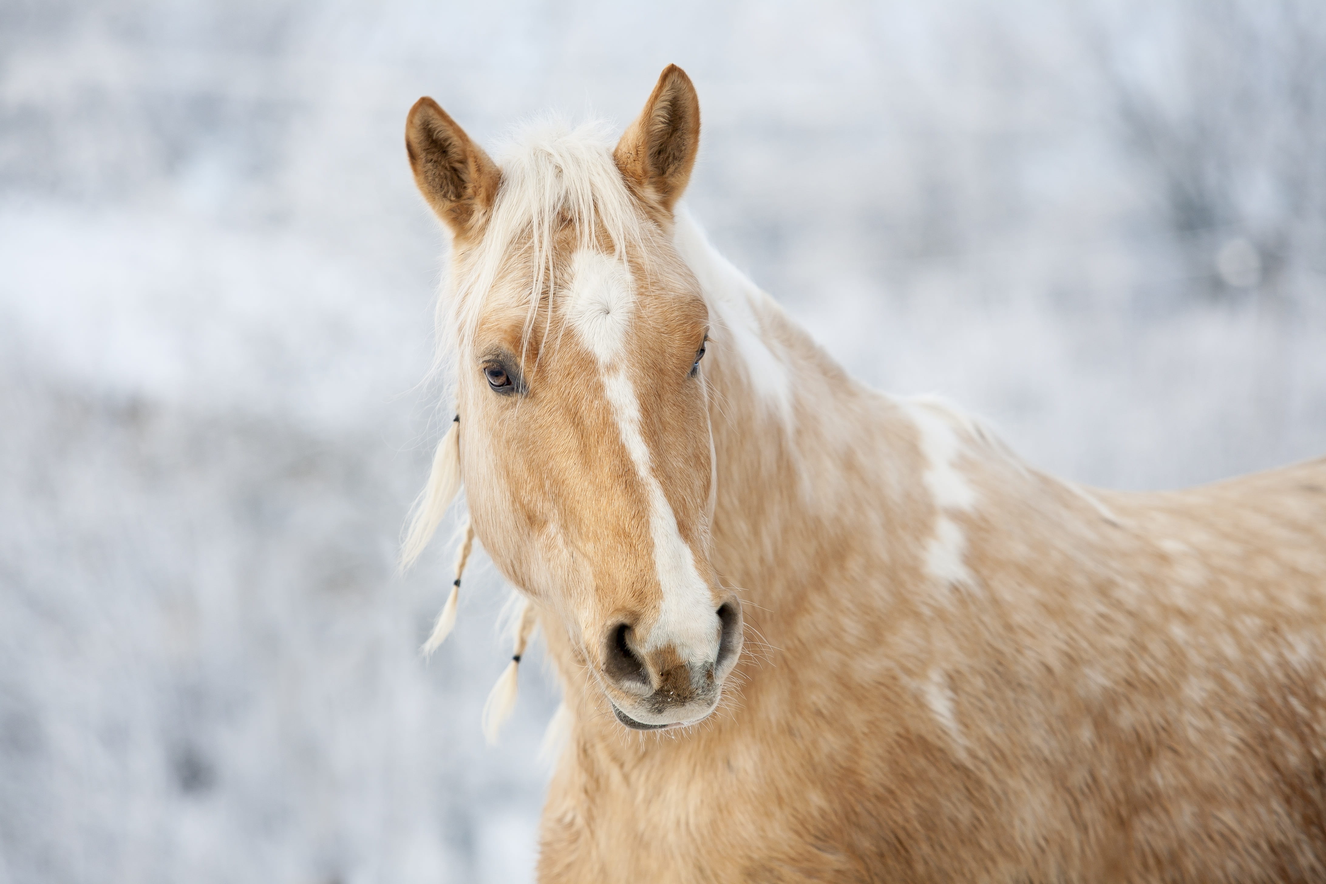 working animal, mammal, snow, horse, animal head, portrait, outdoors, mare, pony, shallow, palomino, photography, domestic animals, snowing, livestock, HD Wallpaper