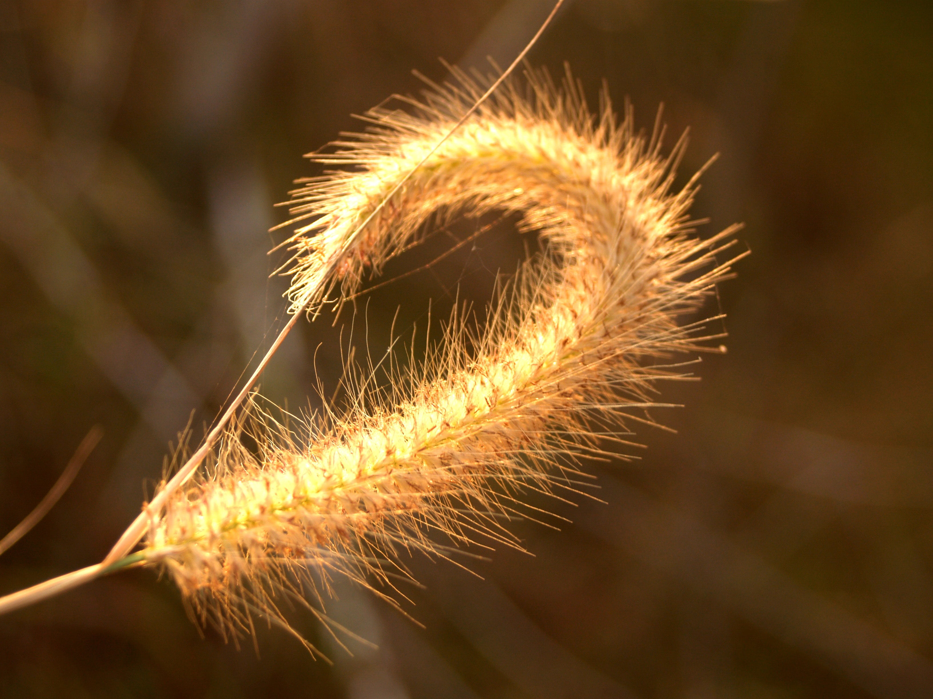 selective focus, rural, season, dry, outdoor, day, outdoors, background, focus, meadow, crop, summer, green, spiked, no people, bokeh, tranquility, land, HD Wallpaper