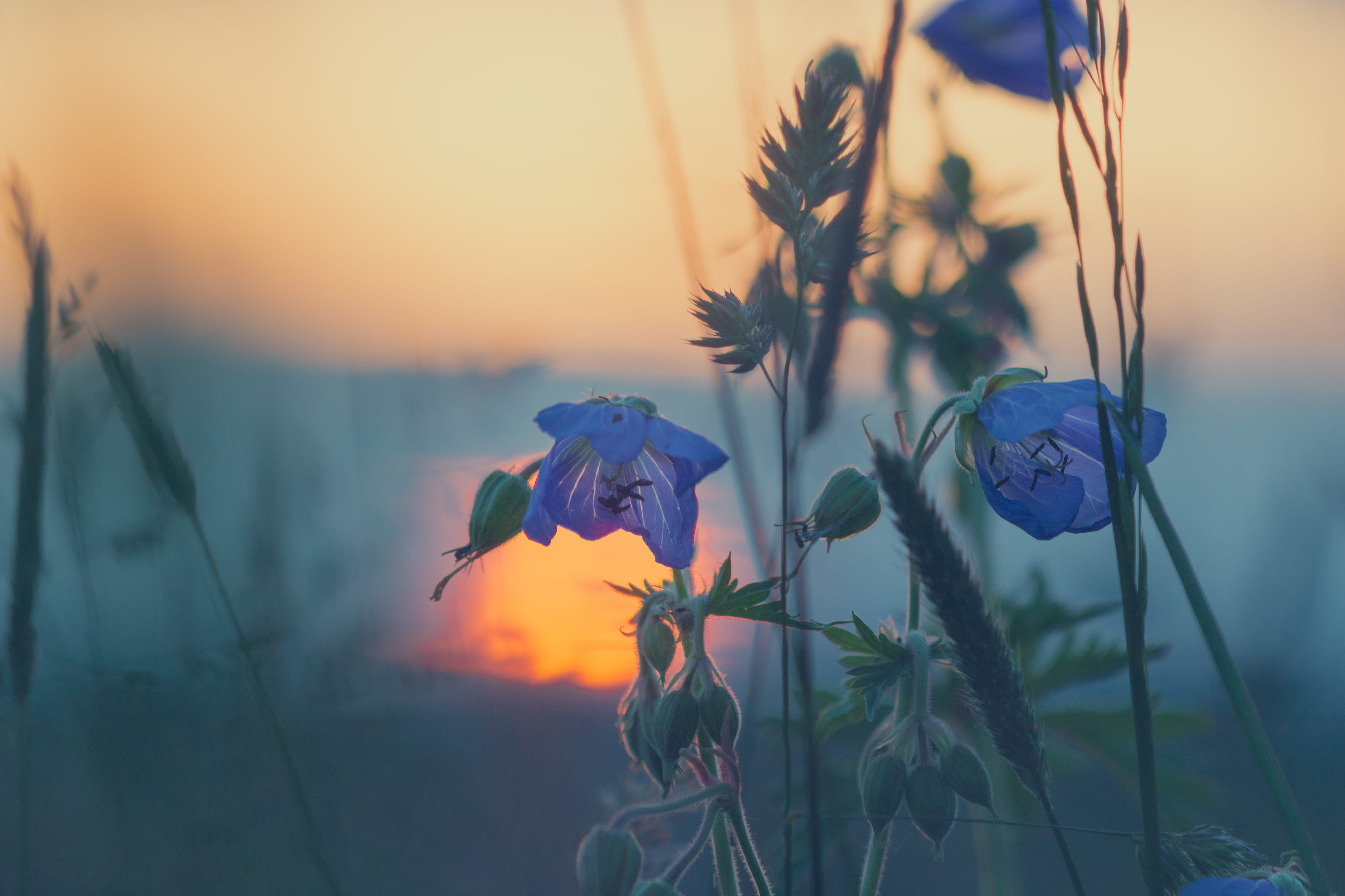 cloud - sky, meadow, summer meadow, vulnerability, selective, summer, tranquility, abendstimmung, outdoors, blade of grass, photography, purple, 5K, blue, HD Wallpaper