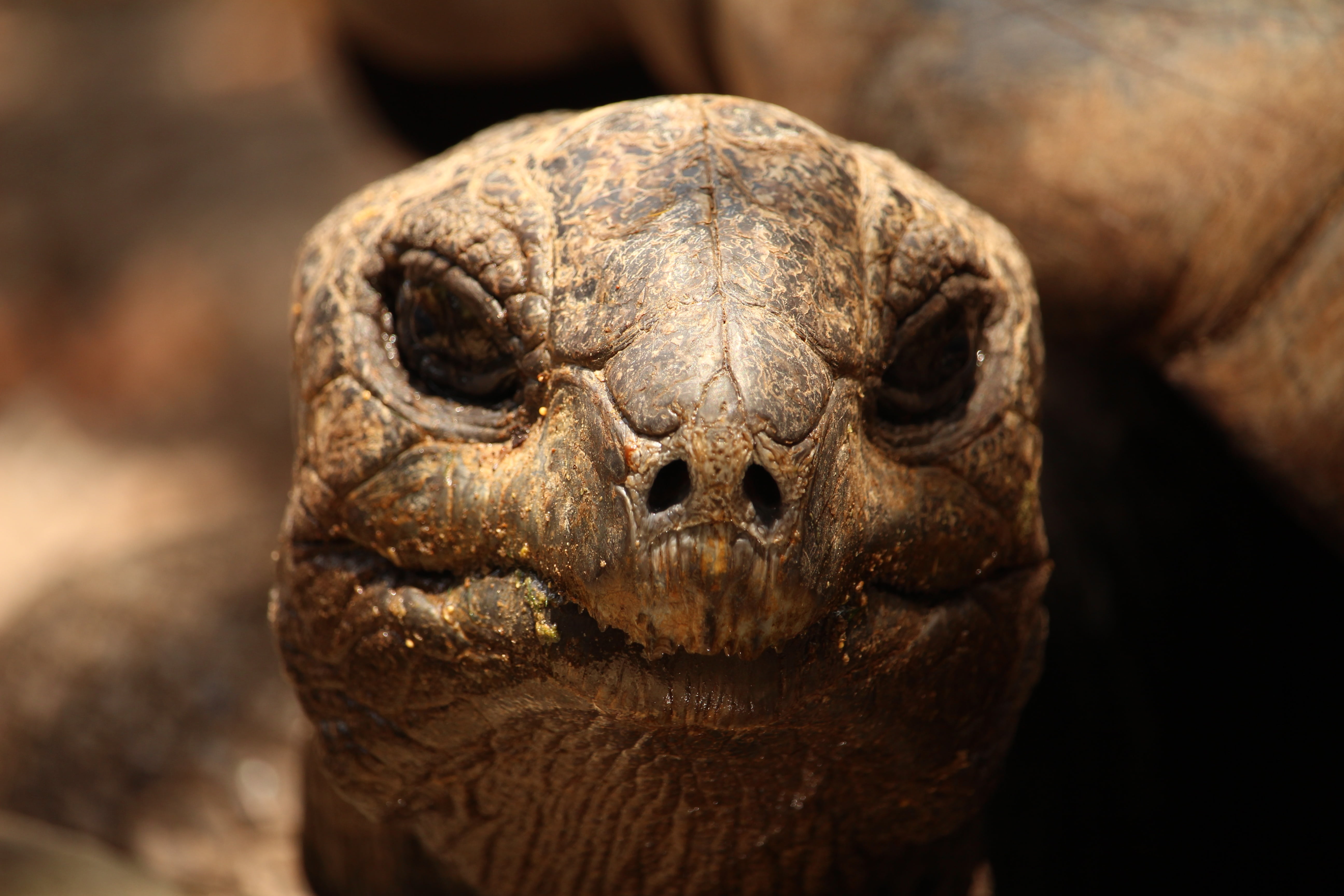 lighting, view, water, animals in the wild, vertebrate, turtle, 5K, sun, animal head, ocean, tortoise, zoo, indian ocean, animal, evening sky, heaven mood, HD Wallpaper