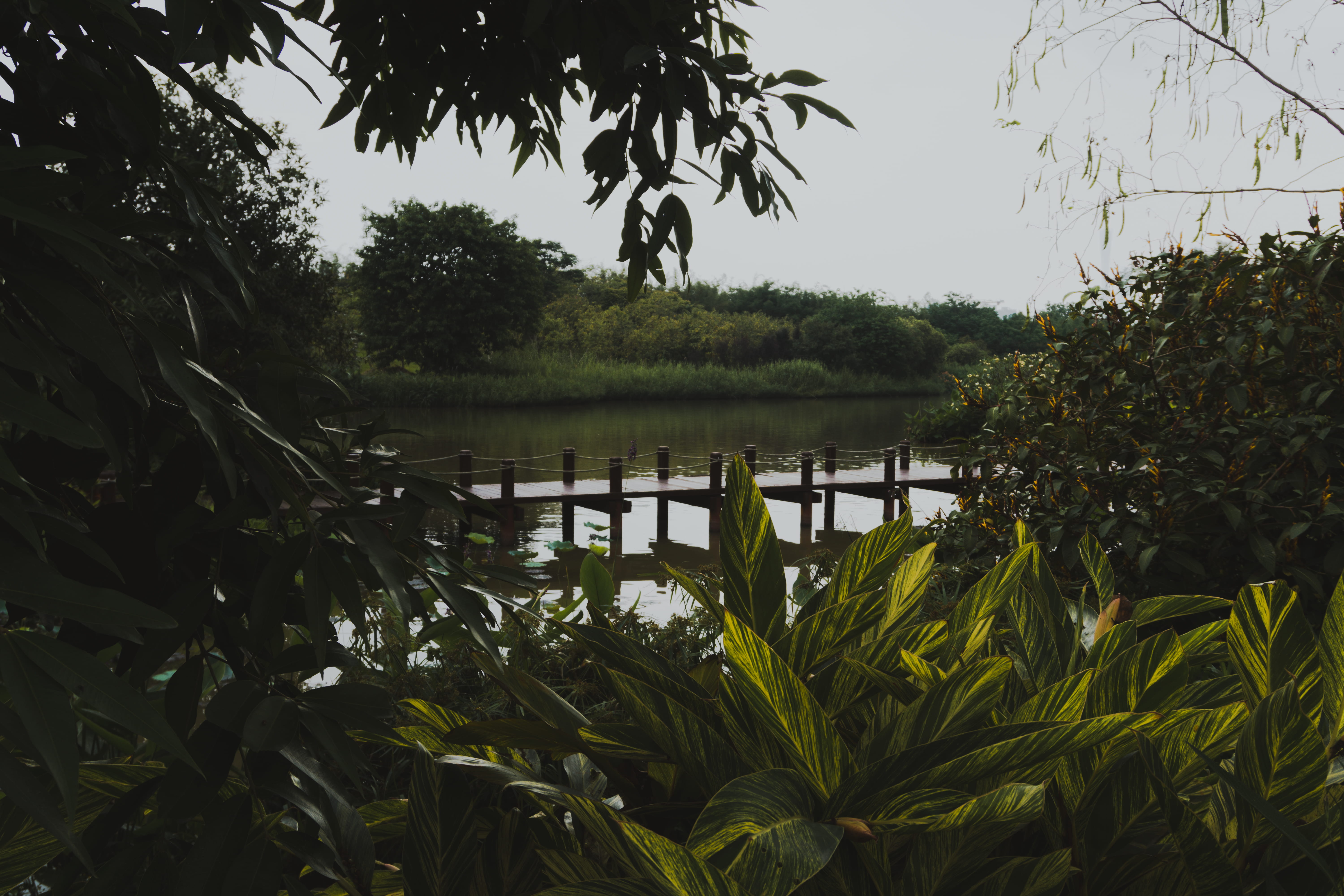 tranquility, brown, river, pier, sunset, rainforest, wood, green, trees, nature, leaf, growth, dock, day, farm, beauty in nature, lake, blossom, evening, HD Wallpaper