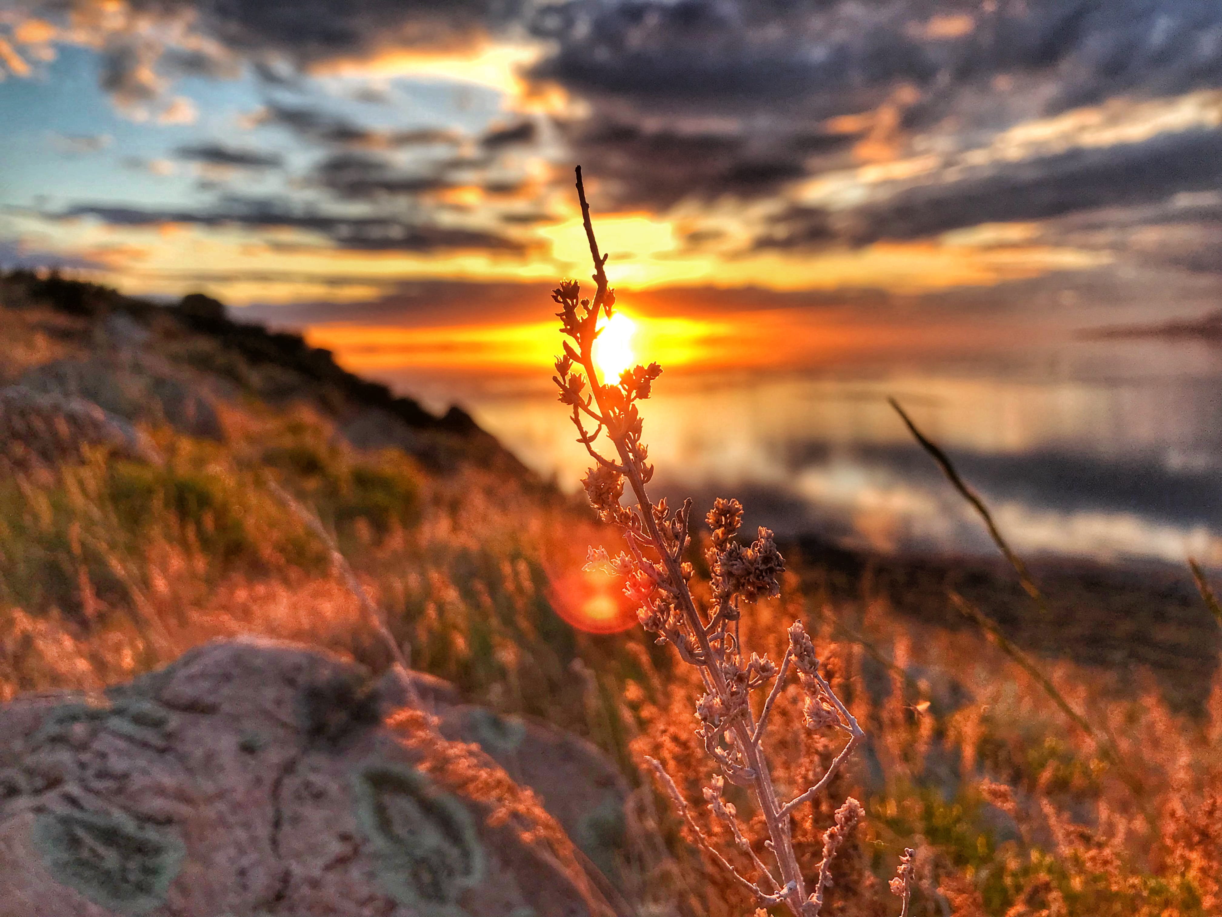 grass, focus, growth, sky, scenics - nature, blurred background, sunset, plant, 4K, cloud - sky, brown, outdoors, photography, nature, tranquil scene, HD Wallpaper