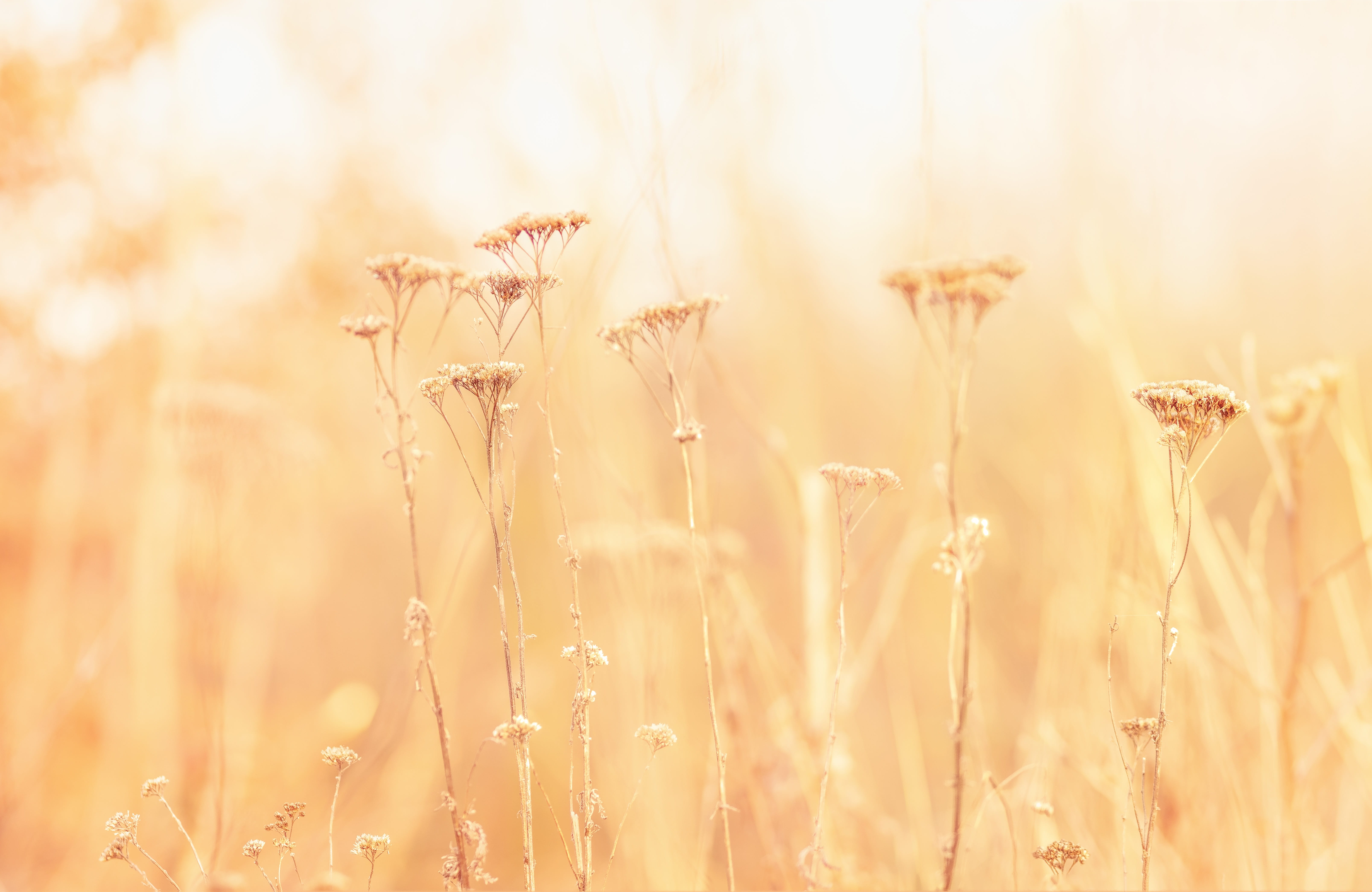 gold colored, nature, atmospheric, landscape, petaled, pastel colored, autumnal, grass, beauty in nature, field, springtime, placidly, scenery, sunlight, HD Wallpaper