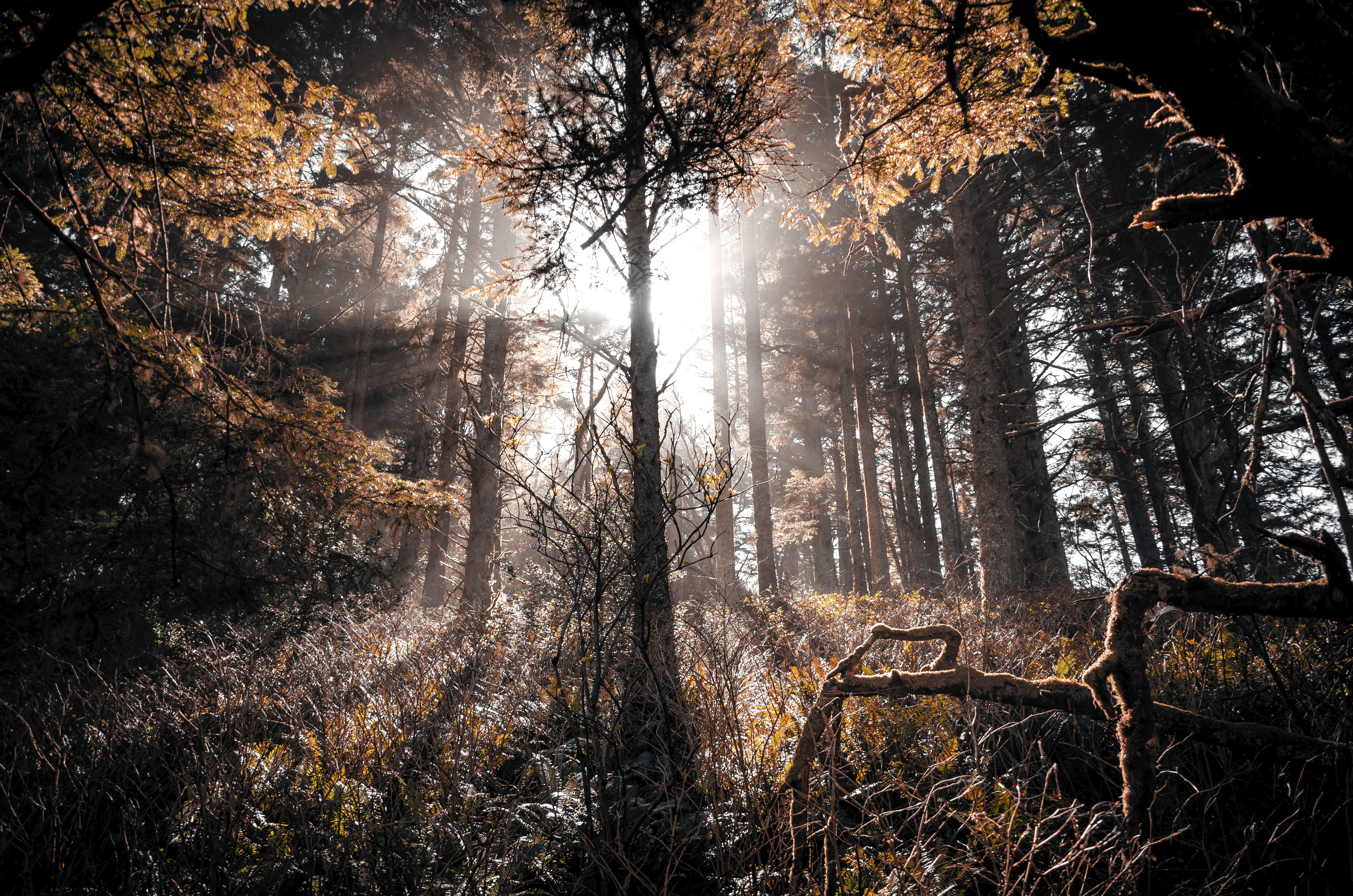 woodland, growth, sunbeam, day, moss, outdoor, beam, ambient, tree, plant, foliage, texture, beauty in nature, scenics - nature, lighting, travel, forest, HD Wallpaper