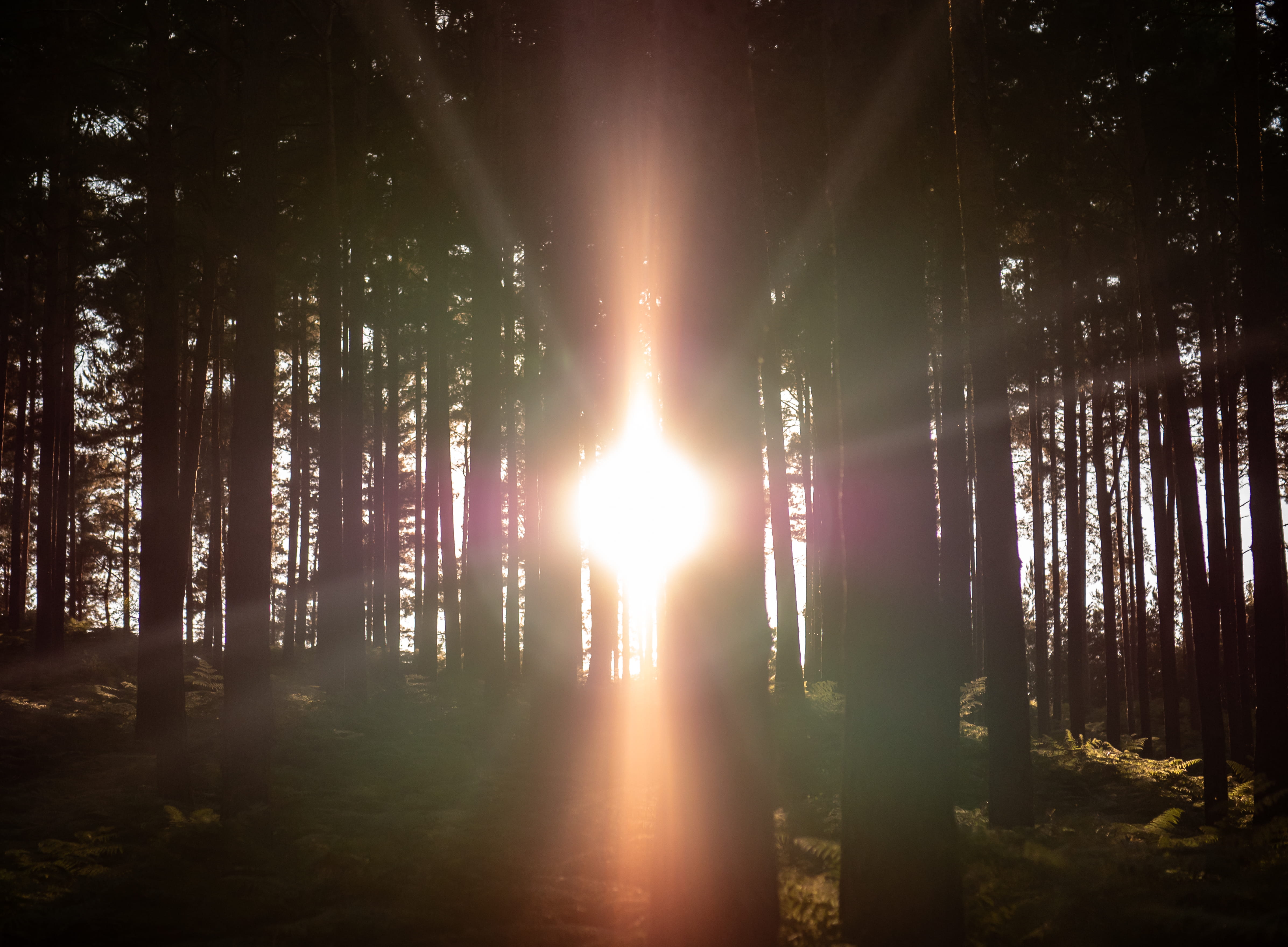 beauty in nature, scenics - nature, silhouette, ambient, light burst, outdoor, sun, trunk, united kingdom, growth, sunset, majestic, non-urban scene, forest, HD Wallpaper