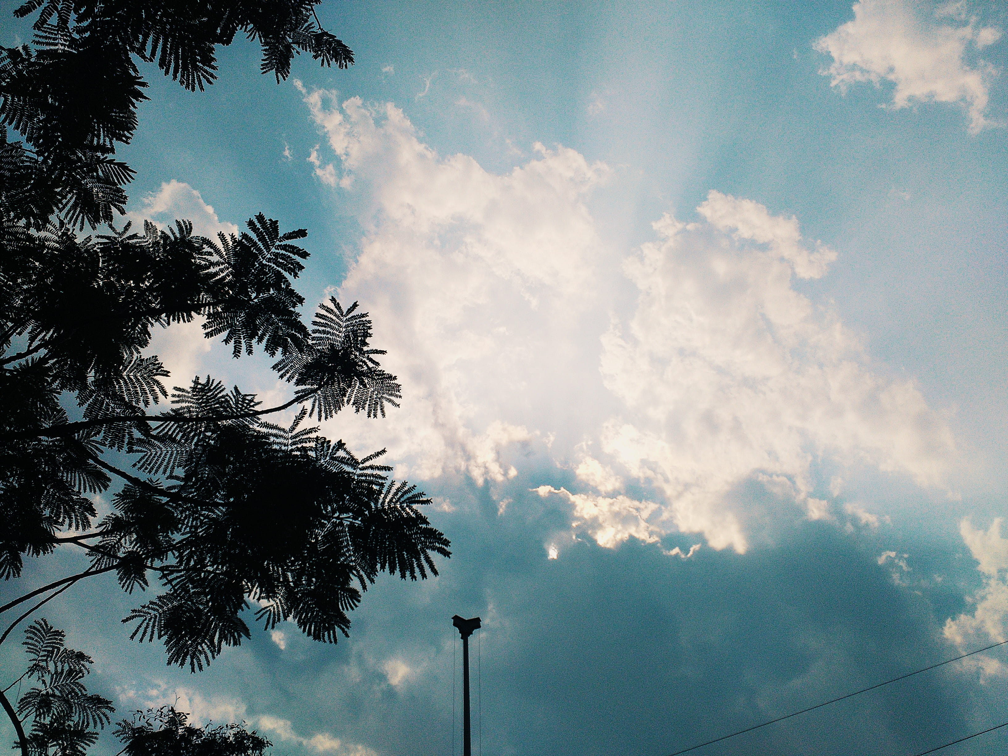 cloud - sky, peeking, branch, sky, clouds, day, tree, nature, picture, beauty in nature, ambient, scenics - nature, tropical climate, plant, awesome, 2K, HD Wallpaper