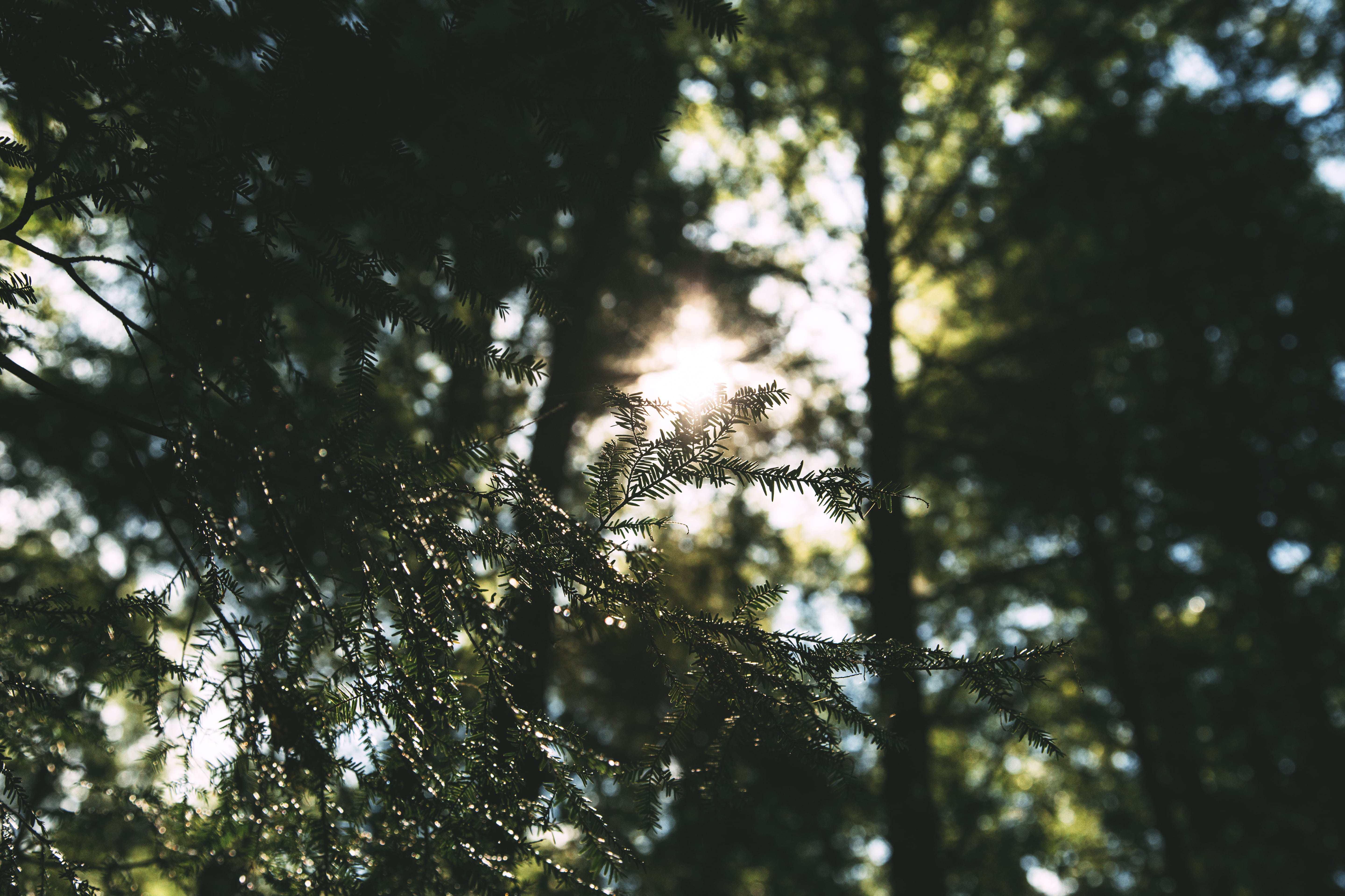 low angle view, tranquility, streaming, land, branch, tree, outdoors, tree canopy, coniferous tree, trunk, day, forest, no people, trees, plant, full frame, HD Wallpaper