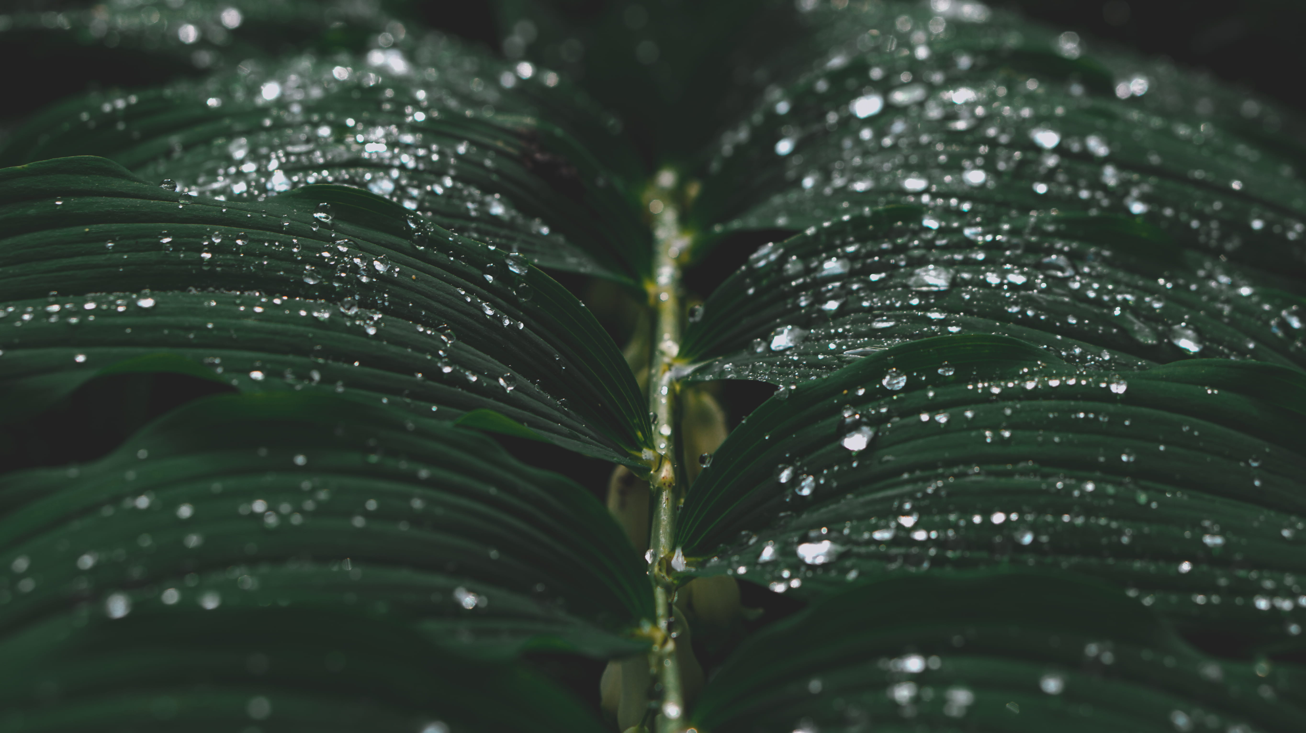 leaves, close-up, rain, water drop, backgrounds, full frame, 5K, closeup, no people, outdoors, raindrop, focus on foreground, water, macro, HD Wallpaper