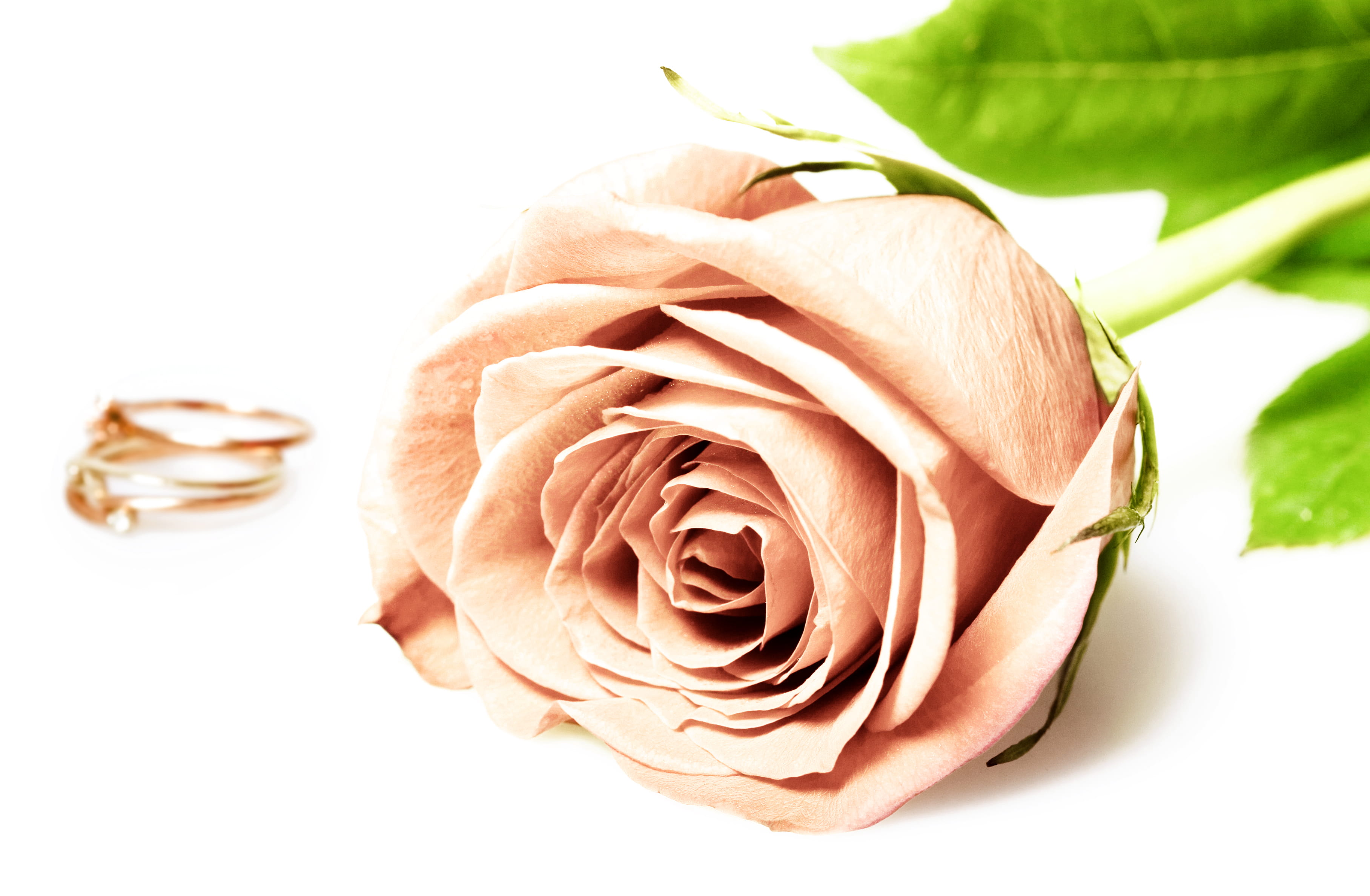 celebration, event, romantic, engagement, card, plant part, party, leaf, brightly lit, present, petal, close-up, rose, bride, arrangement, studio shot, HD Wallpaper