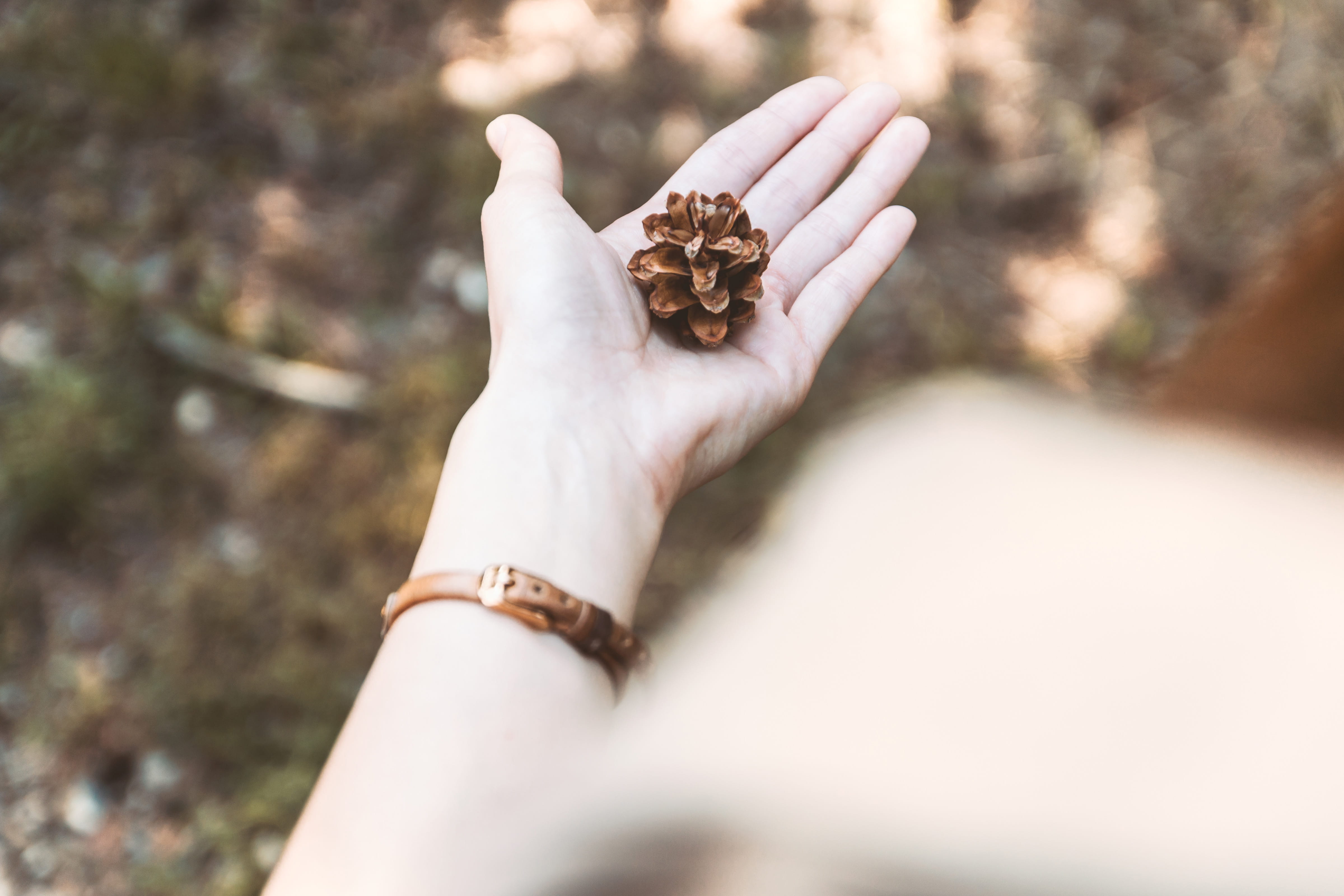 hand, human body part, body part, human hand, adult, one animal, forest, one person, animals in the wild, outdoors, pine, finger, jewelry, nature, close-up, HD Wallpaper