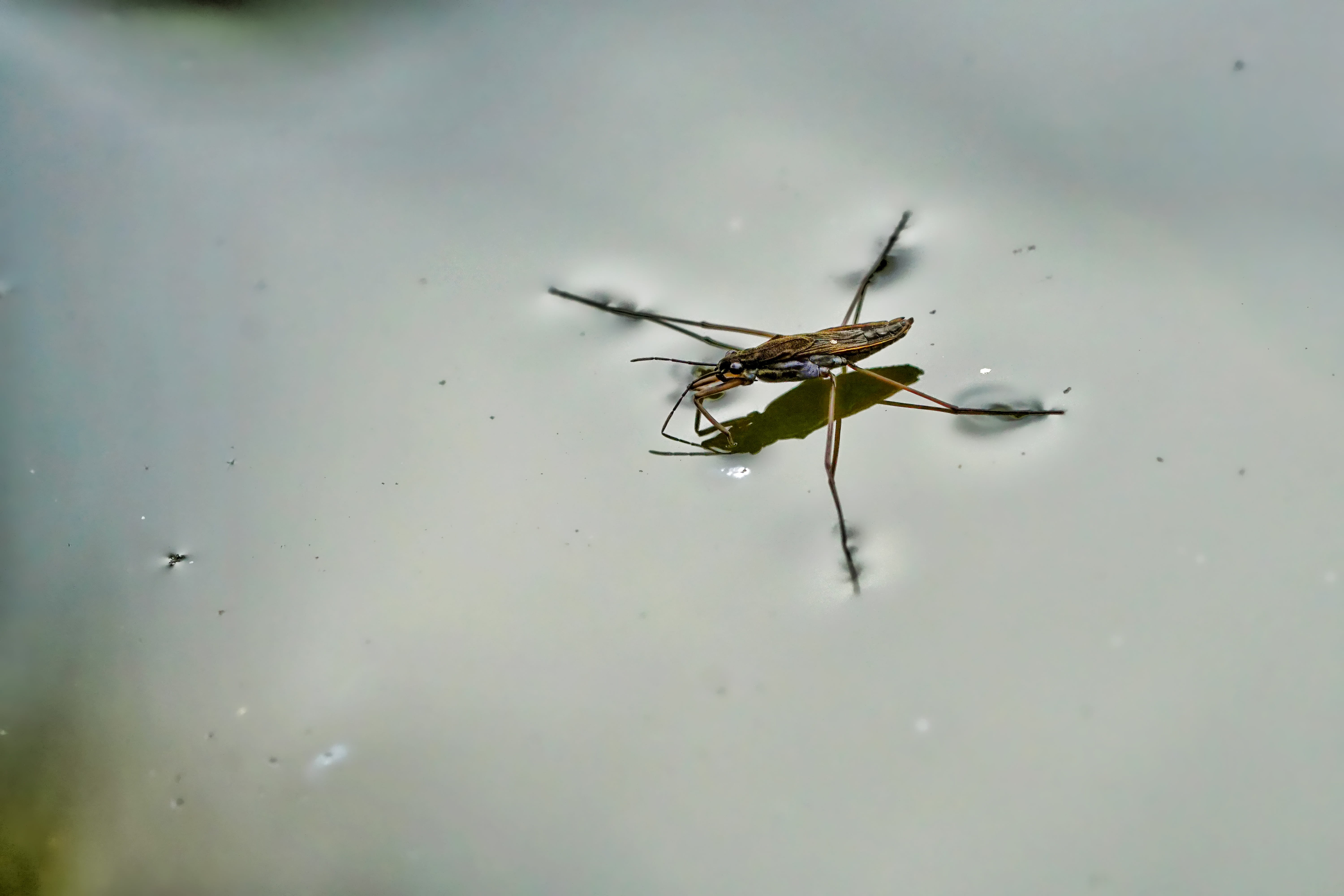 animal body part, no people, nature, close, waterfront, 5K, strider, one animal, animal, evertebrat, outdoors, animals in the wild, animal wing, invertebrate, HD Wallpaper
