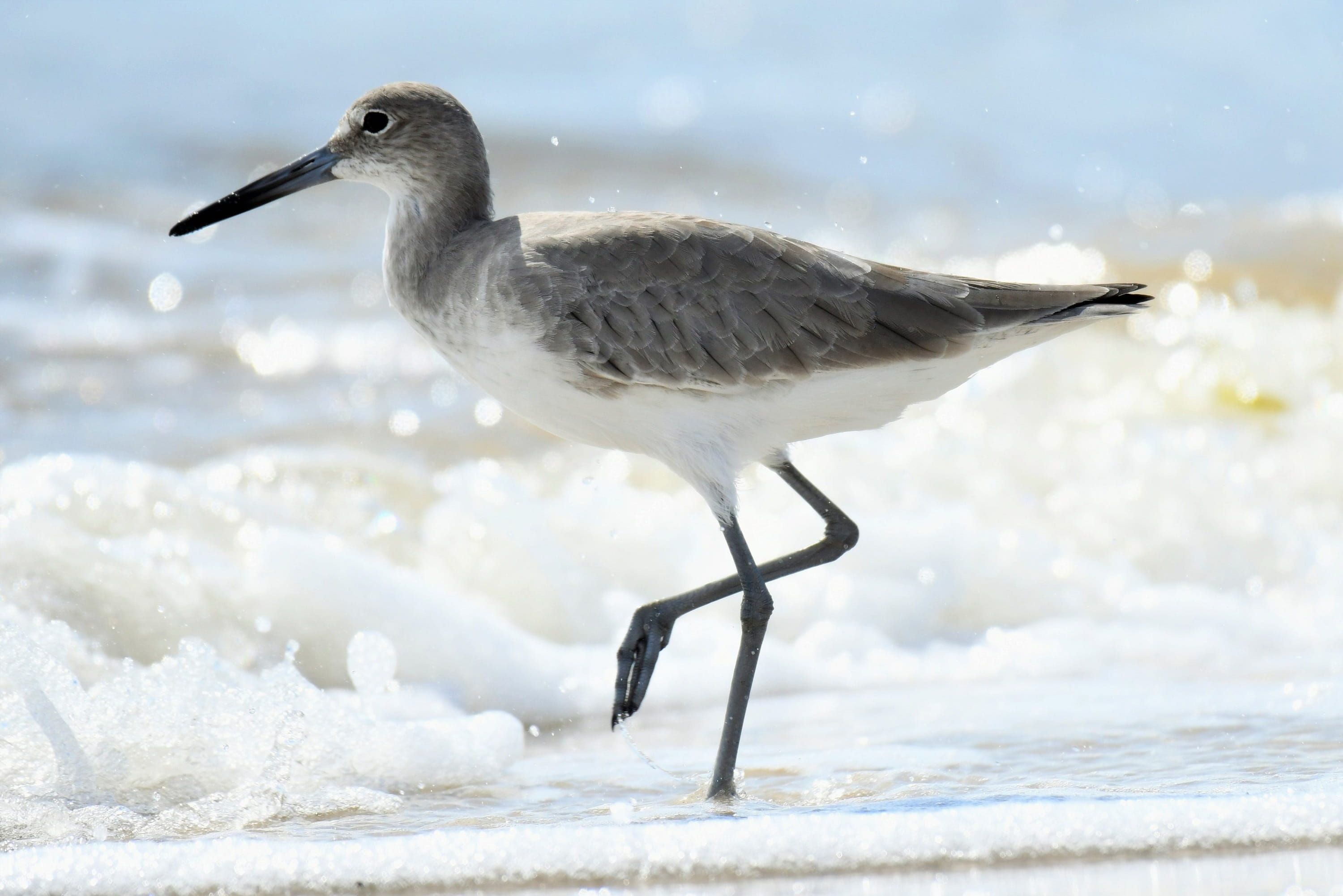 catoptrophorus semipalmatus, one animal, surf, motion, cold temperature, animal wildlife, close-up, snowing, animal themes, vertebrate, willet, snow, coast, HD Wallpaper