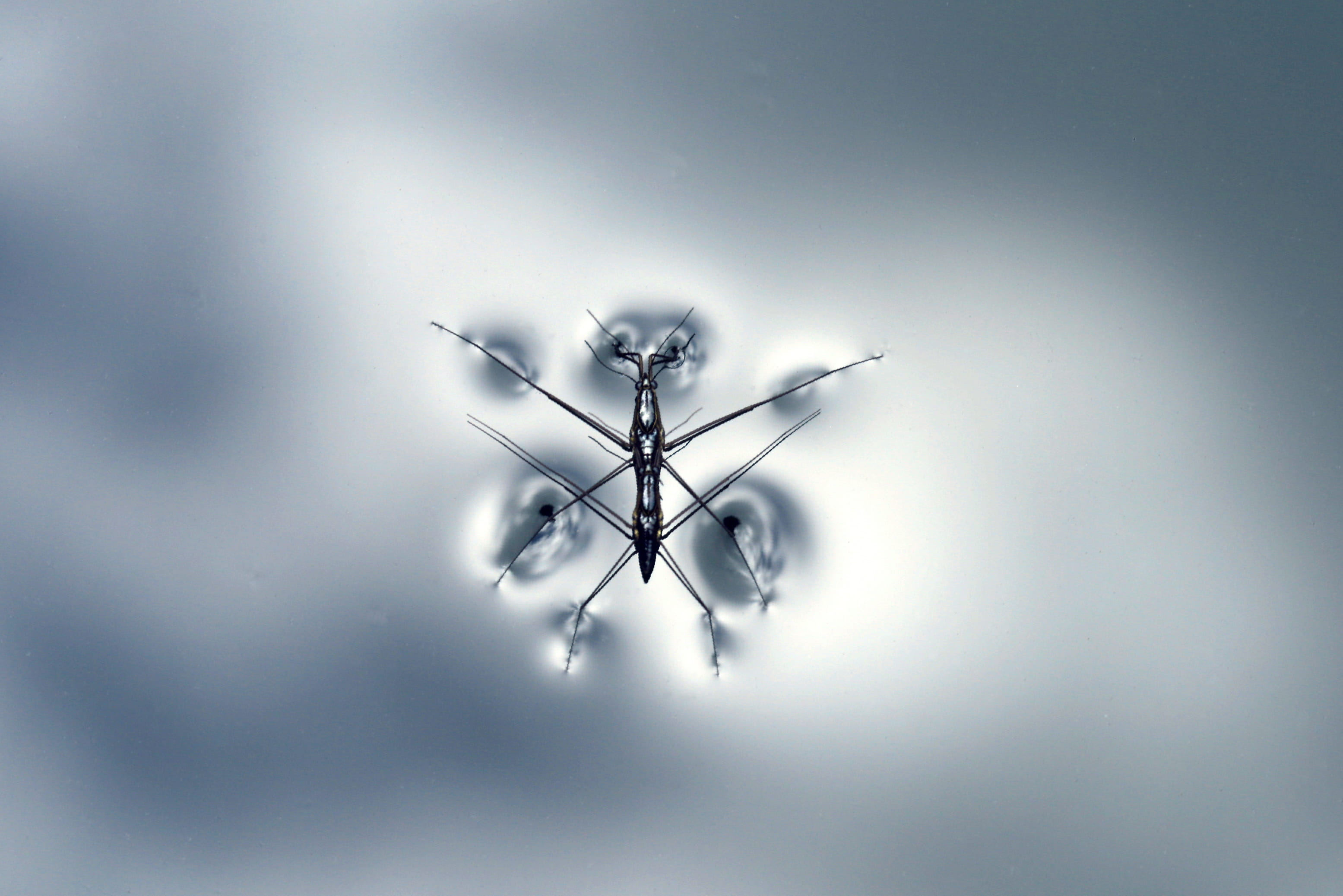2K, purity, studio shot, spotlight, arthropod, close-up, water, nature, animal themes, drone, insect, day, indoors, low angle view, illuminated, blue, HD Wallpaper