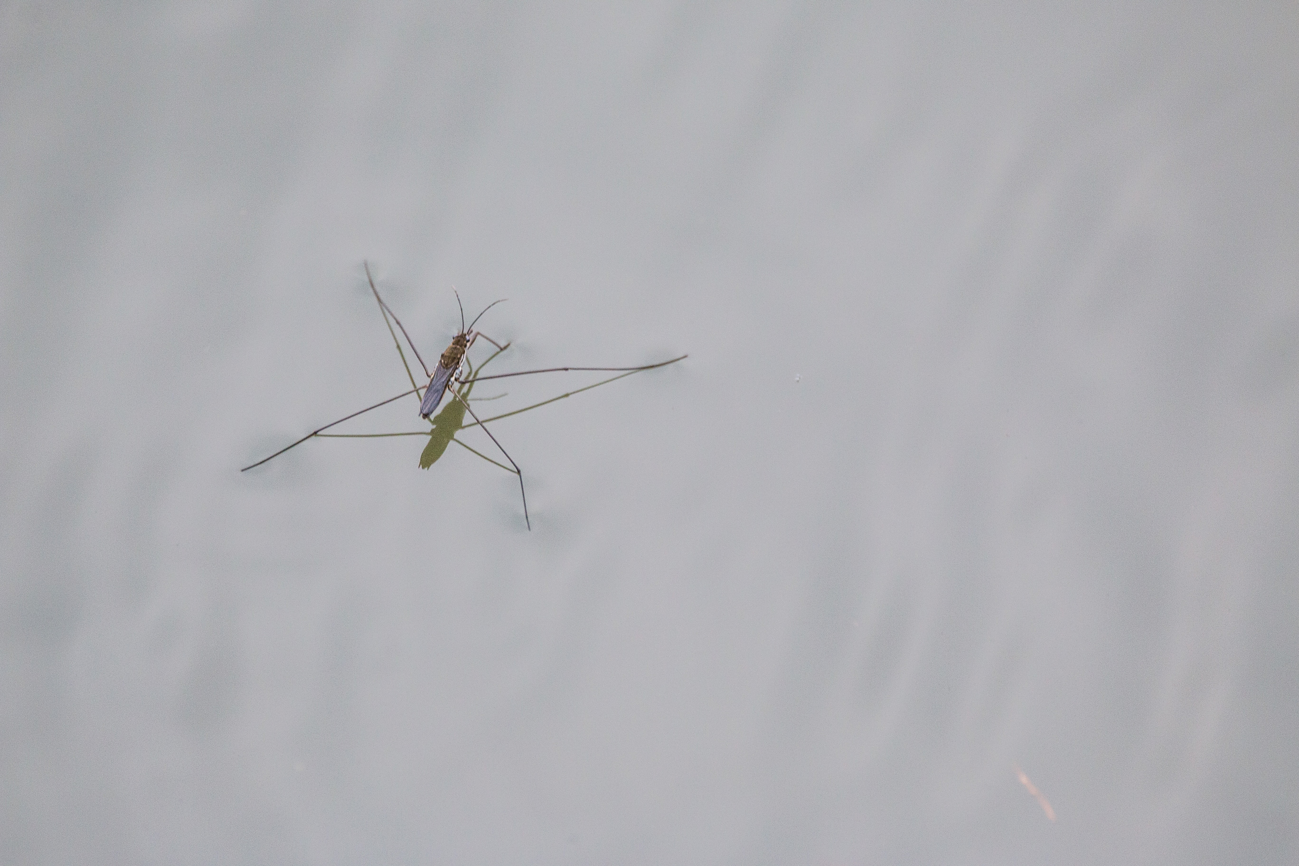 animal wing, one animal, 5K, animal themes, invertebrate, animals in the wild, animal, outdoors, waters, lake, mosquito, pond, idyll, animal body part, HD Wallpaper