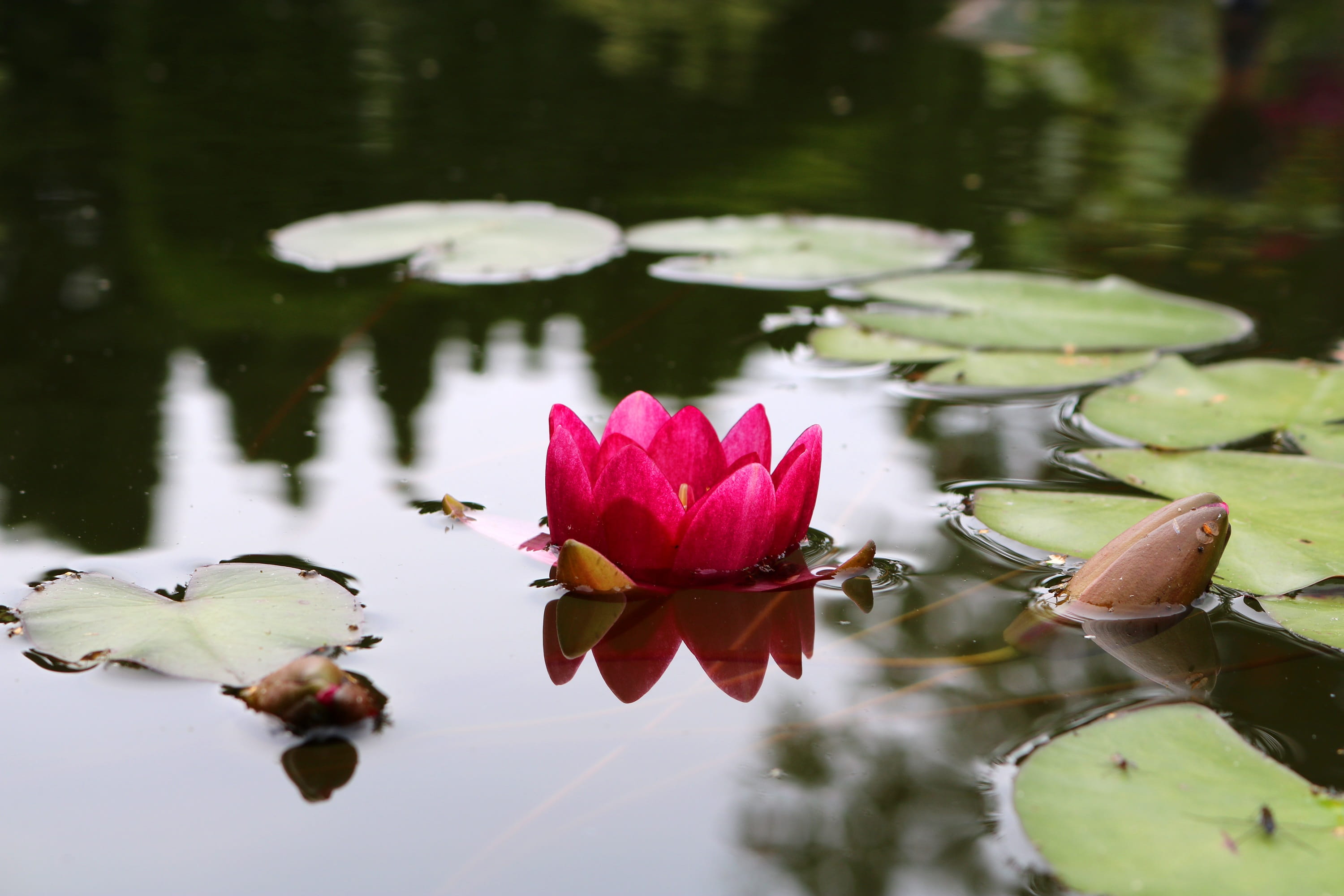 plant, flower Head, freshness, lake, green, garden pond, Water Lily, lily, 2K, flower, flowering plant, pink Color, no people, outdoors, water, reflection, HD Wallpaper