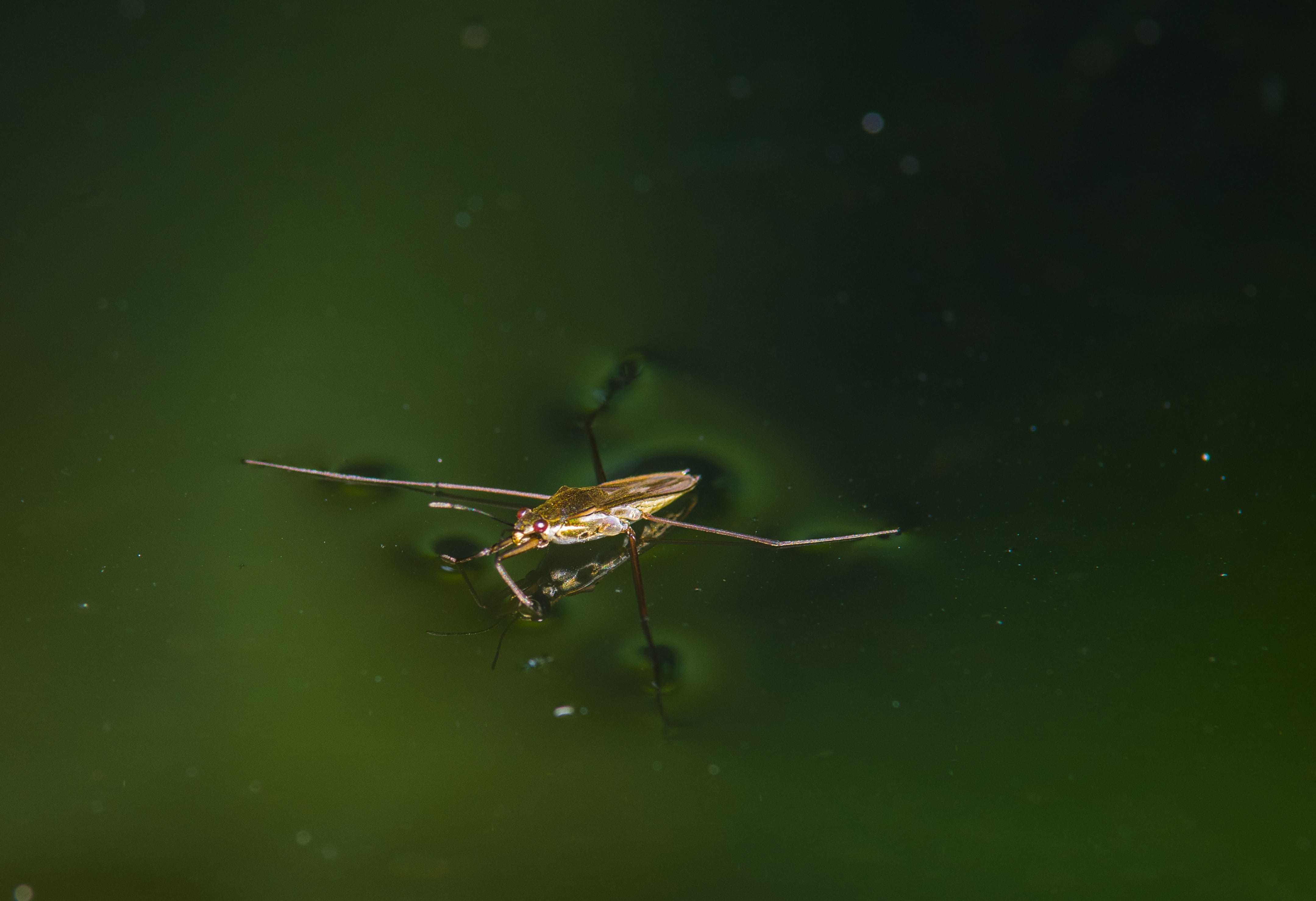 legs, pond, mosquito, no people, beetle, animals in the wild, spider, animal, surface tension, selective focus, invertebrate, water striders, green color, HD Wallpaper